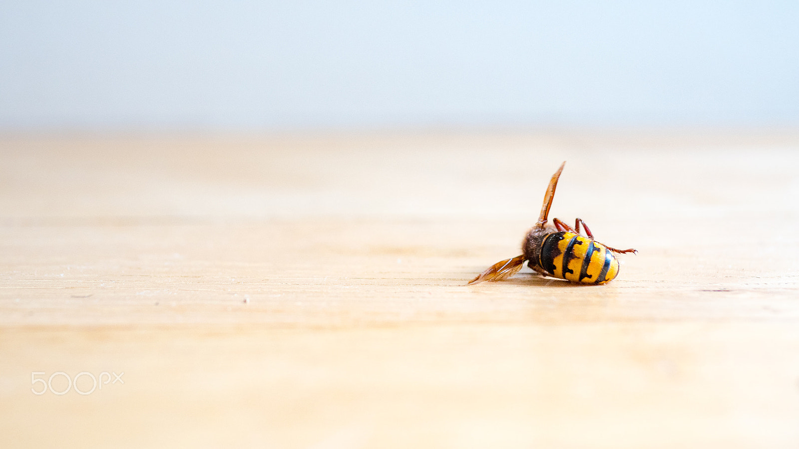 Panasonic Lumix DMC-GH4 + Panasonic Leica DG Summilux 25mm F1.4 II ASPH sample photo. Dead european hornet vespa crabro photography