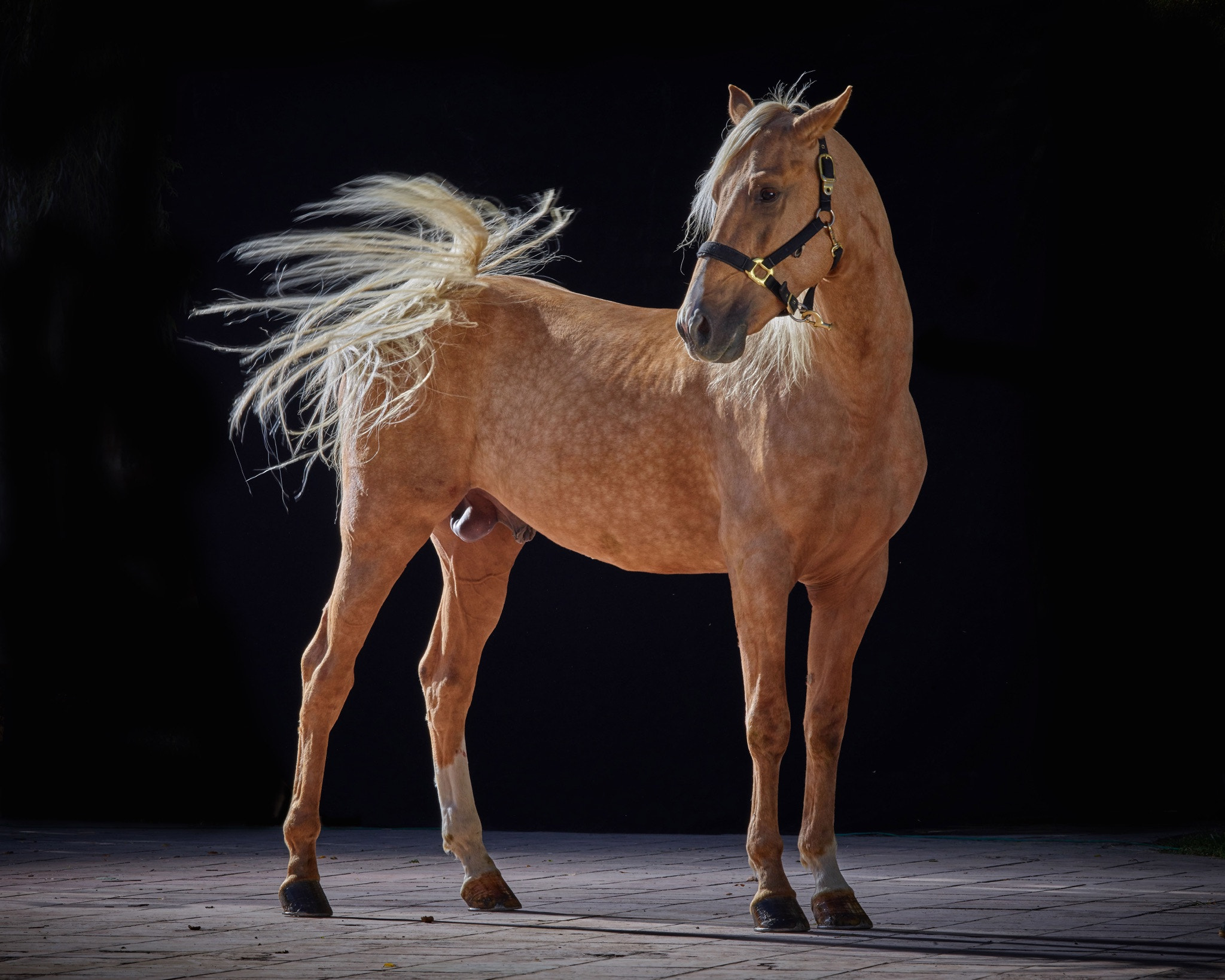 Schneider LS 240mm f/4.5 sample photo. Poasing horse photography