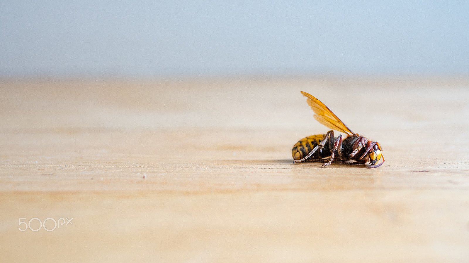 Panasonic Lumix DMC-GH4 + Panasonic Leica DG Summilux 25mm F1.4 II ASPH sample photo. Dead european hornet vespa crabro photography