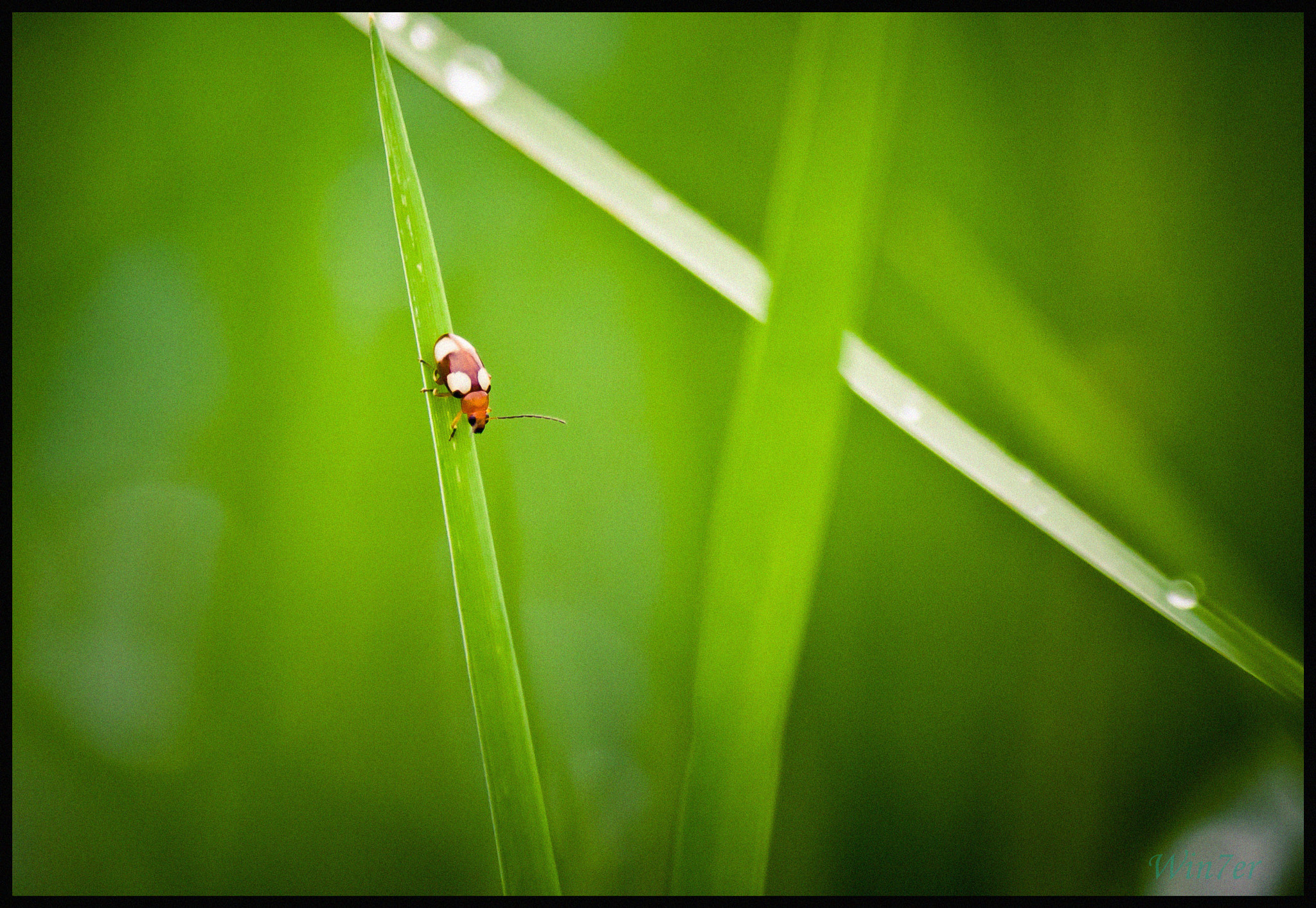 Canon EF-S 55-250mm F4-5.6 IS sample photo. After the rain photography