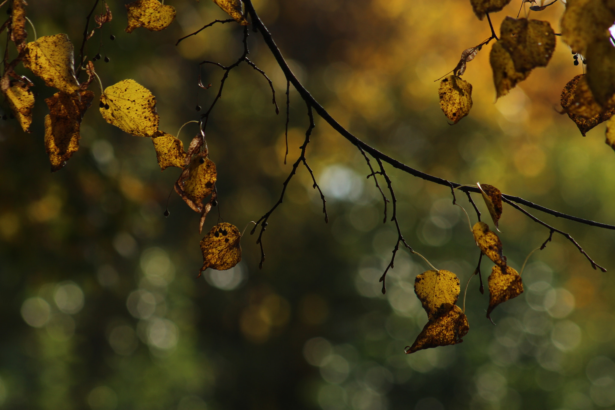 Canon EF 75-300mm f/4-5.6 USM sample photo. Autumn leaves photography