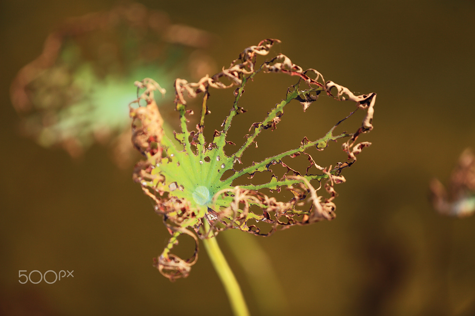 Canon EF 180mm F3.5L Macro USM sample photo. Drying leaf of lotus while autumn comes photography