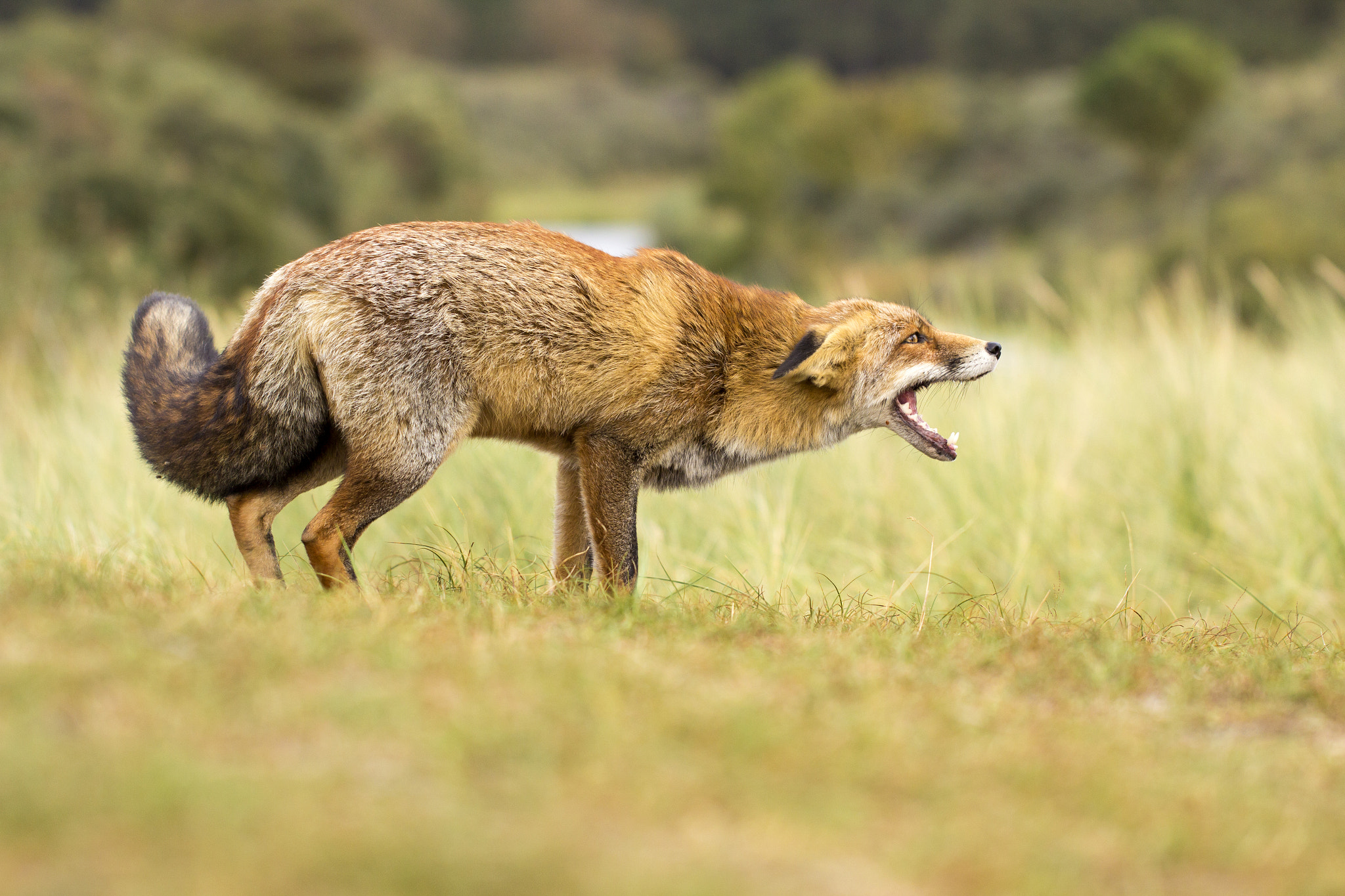 Canon EOS 60D + Canon EF 100mm F2.8L Macro IS USM sample photo. Angry fox photography