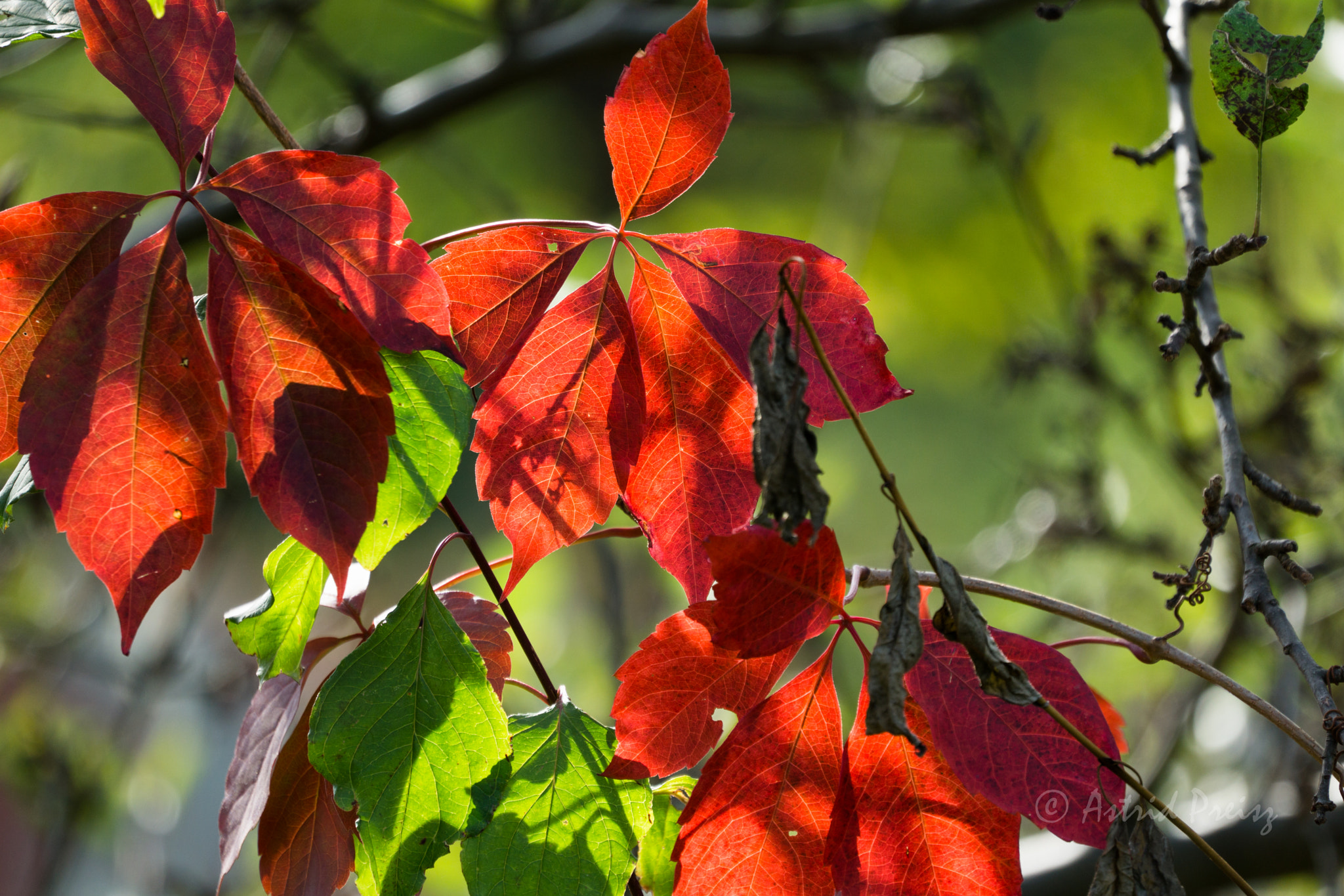 Sony a6000 sample photo. Red autumn photography