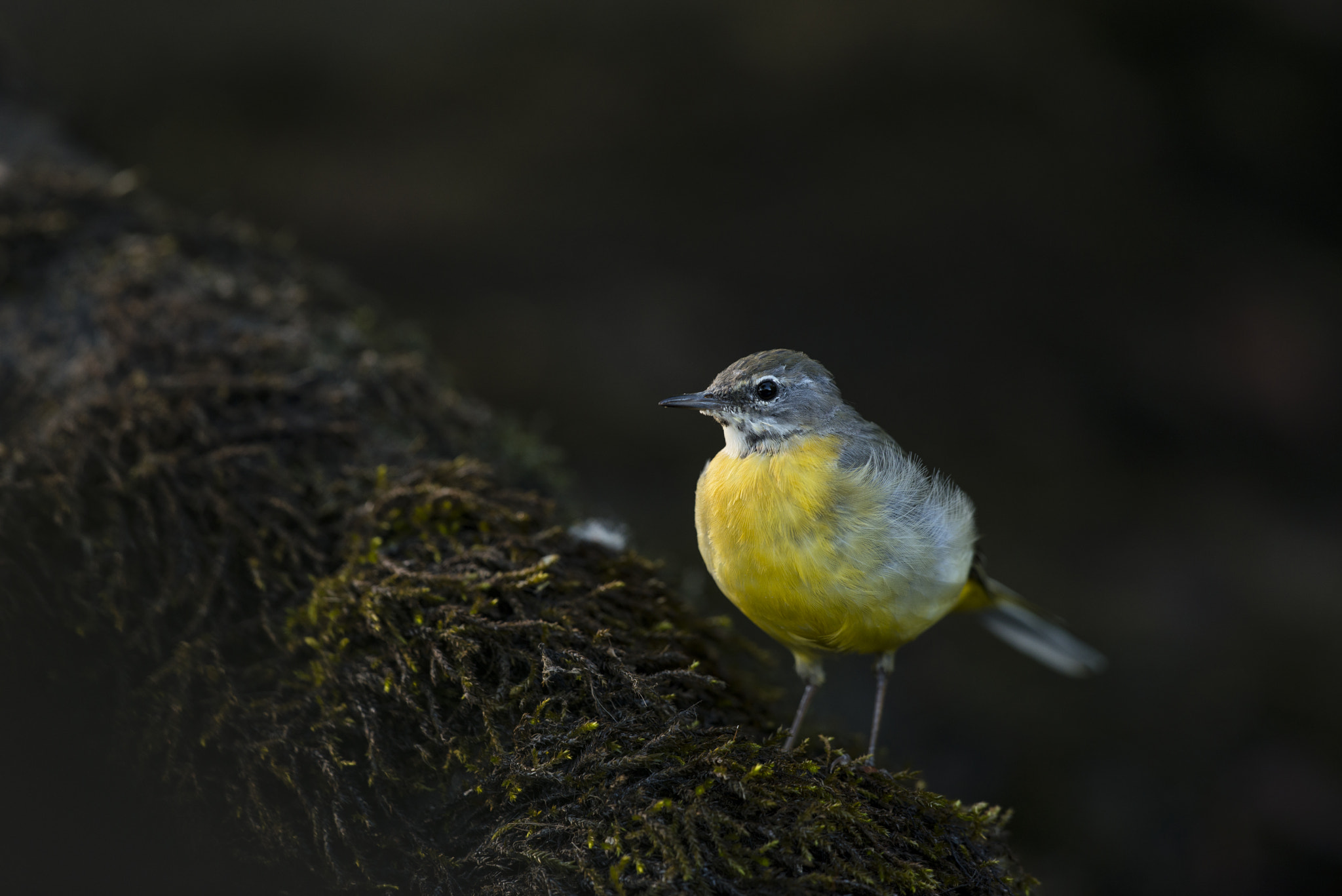 Nikon D800E sample photo. Bergeronnette des ruisseaux - motacilla cinerea photography