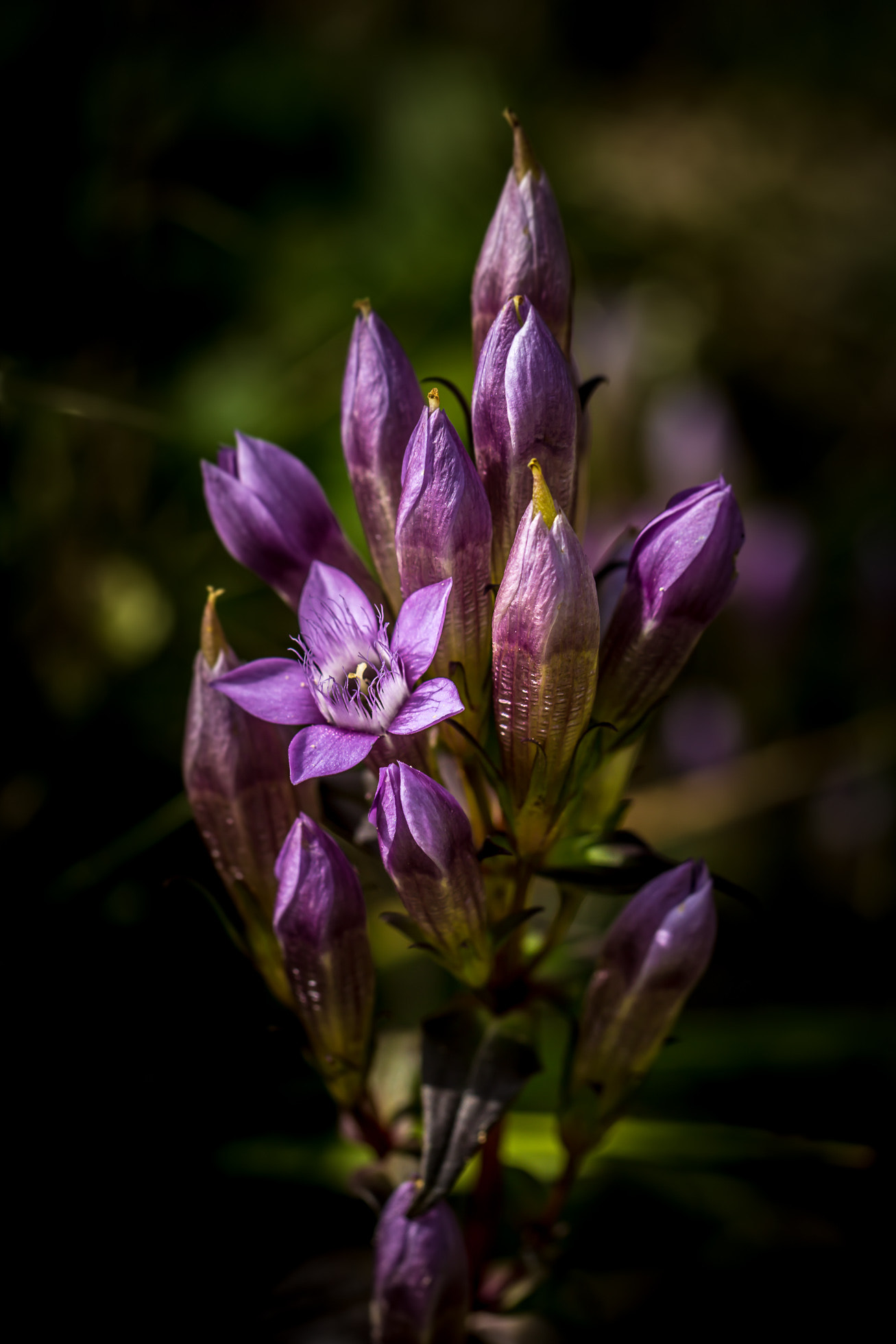 Canon EOS 60D + Canon EF 100mm F2.8L Macro IS USM sample photo. Deutscher fransenenzian (gentianella germanica) photography