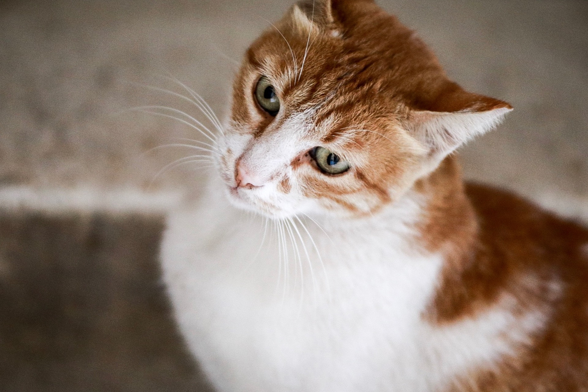 Canon EOS 750D (EOS Rebel T6i / EOS Kiss X8i) sample photo. Hey cat photography