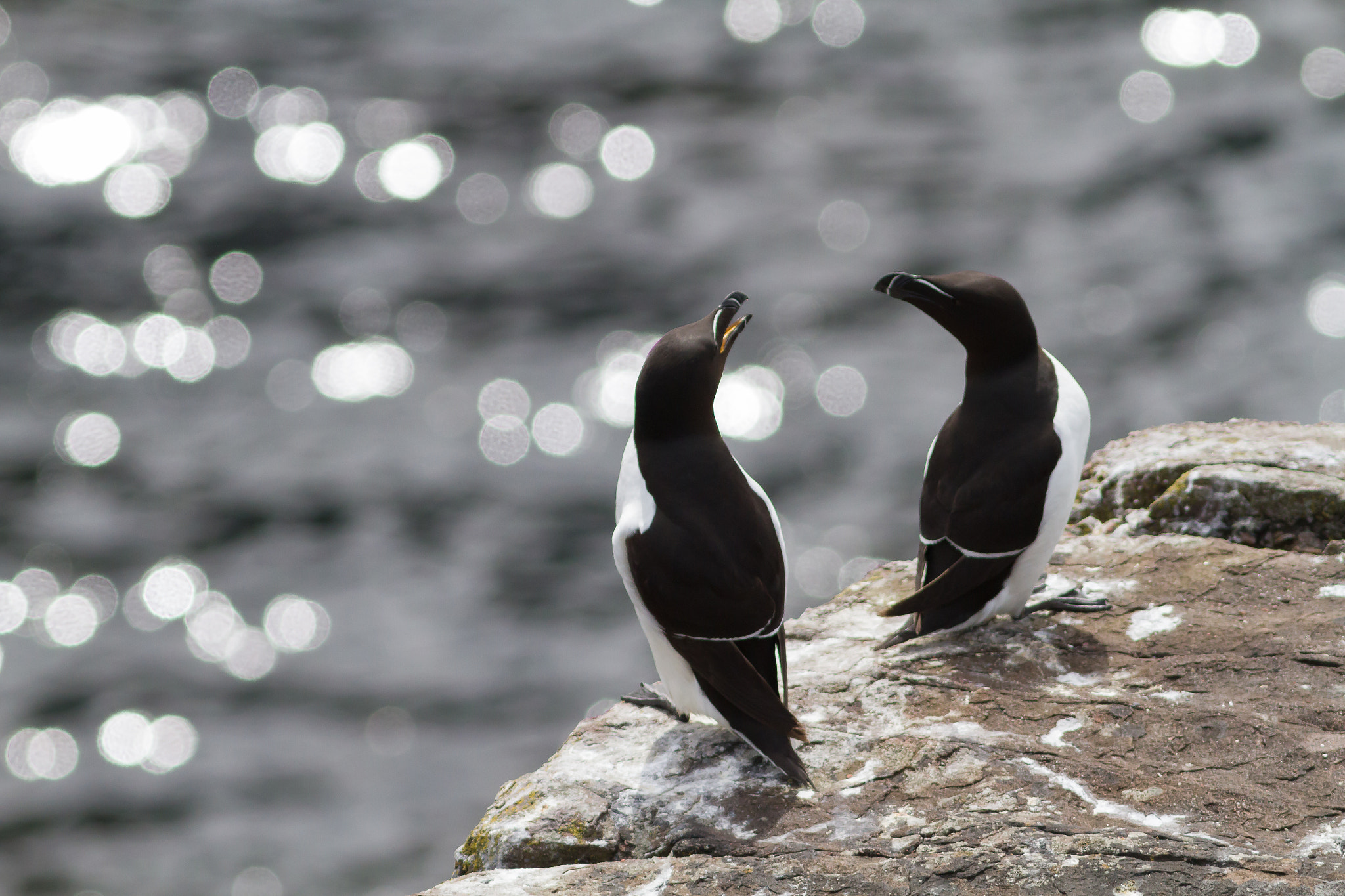 Canon EOS 7D + Canon EF 300mm F4L IS USM sample photo. Feathered heart photography