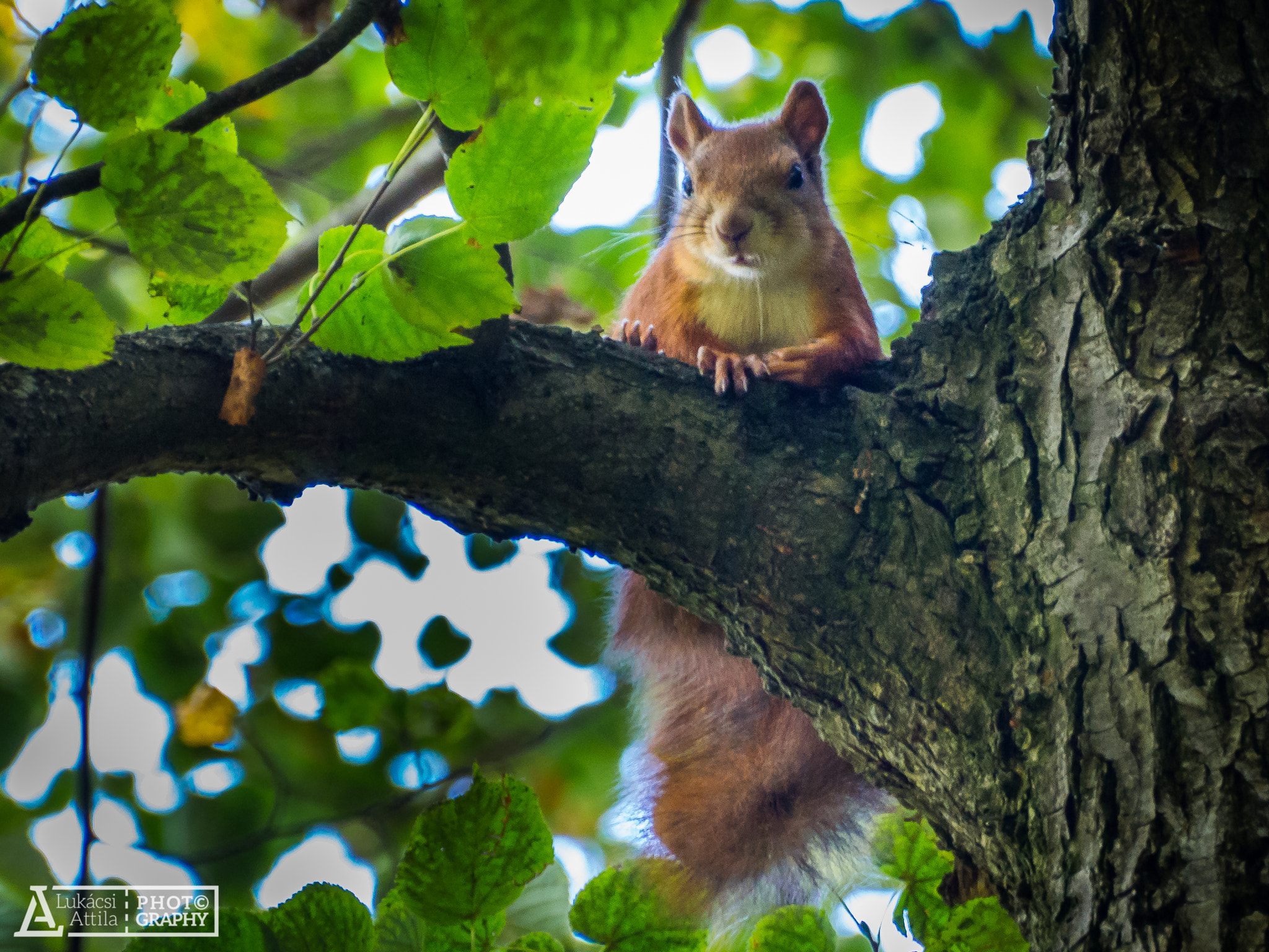 Olympus OM-D E-M10 sample photo. Red squirrel photography