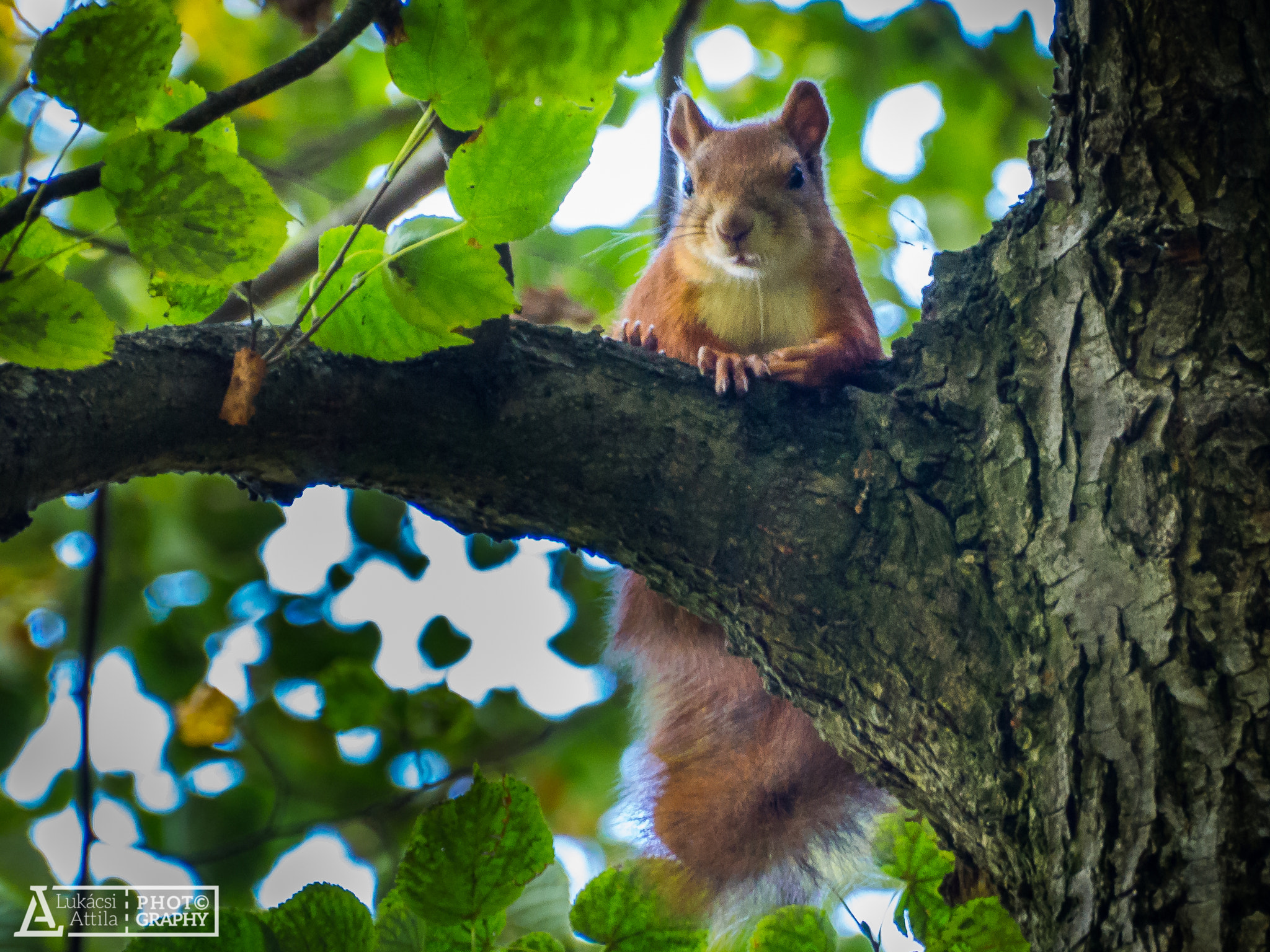 Olympus Zuiko Digital ED 70-300mm F4.0-5.6 sample photo. Red squirrel photography