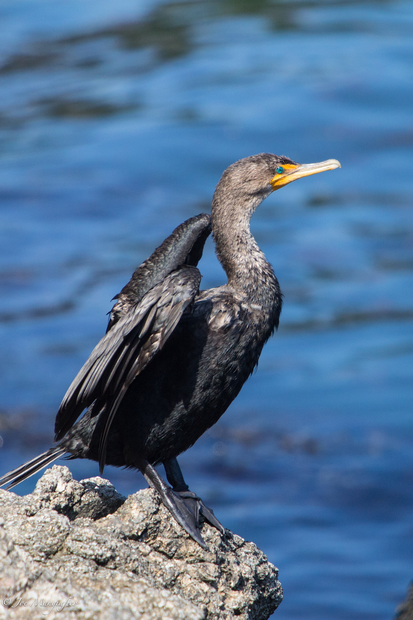 Canon EF 70-200mm F2.8L USM sample photo. Cormorant photography