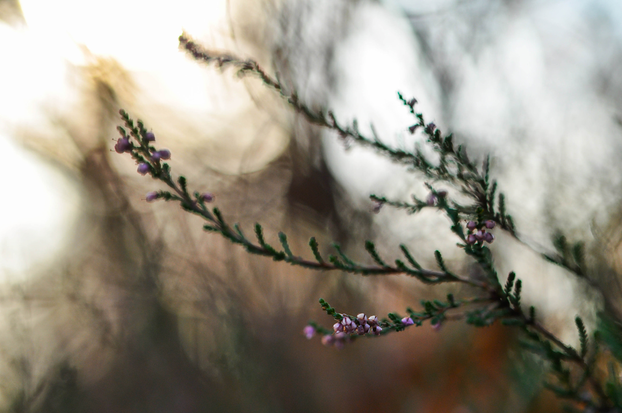 Nikon D5000 sample photo. Autumn photography