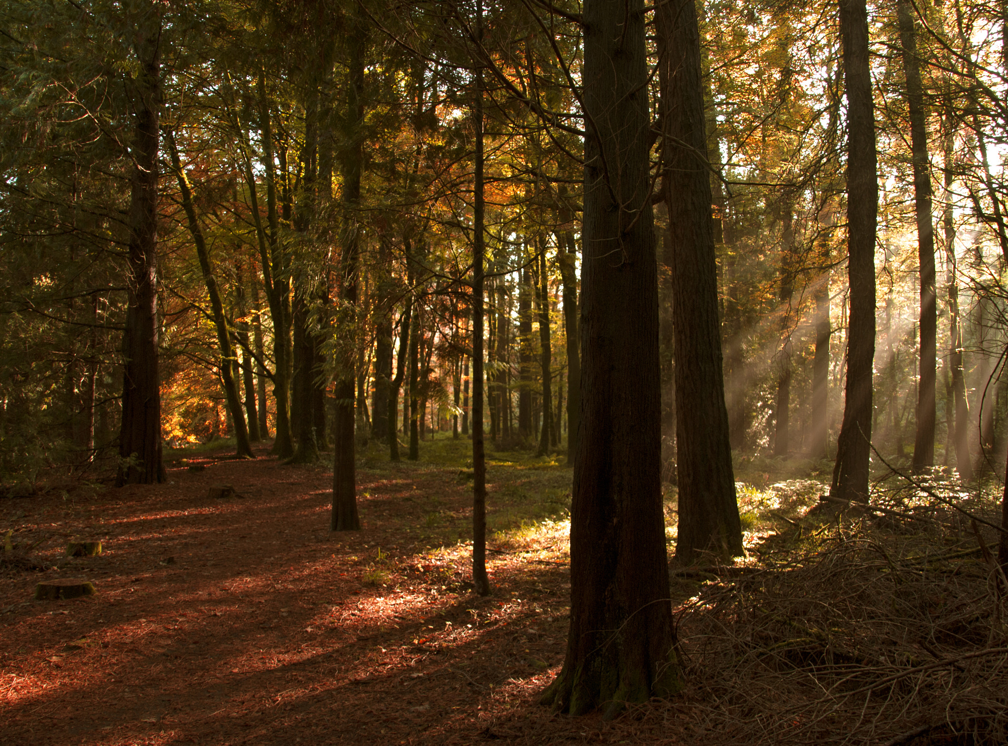 Nikon D60 + Sigma 18-200mm F3.5-6.3 DC OS HSM sample photo. Autumn is hete photography