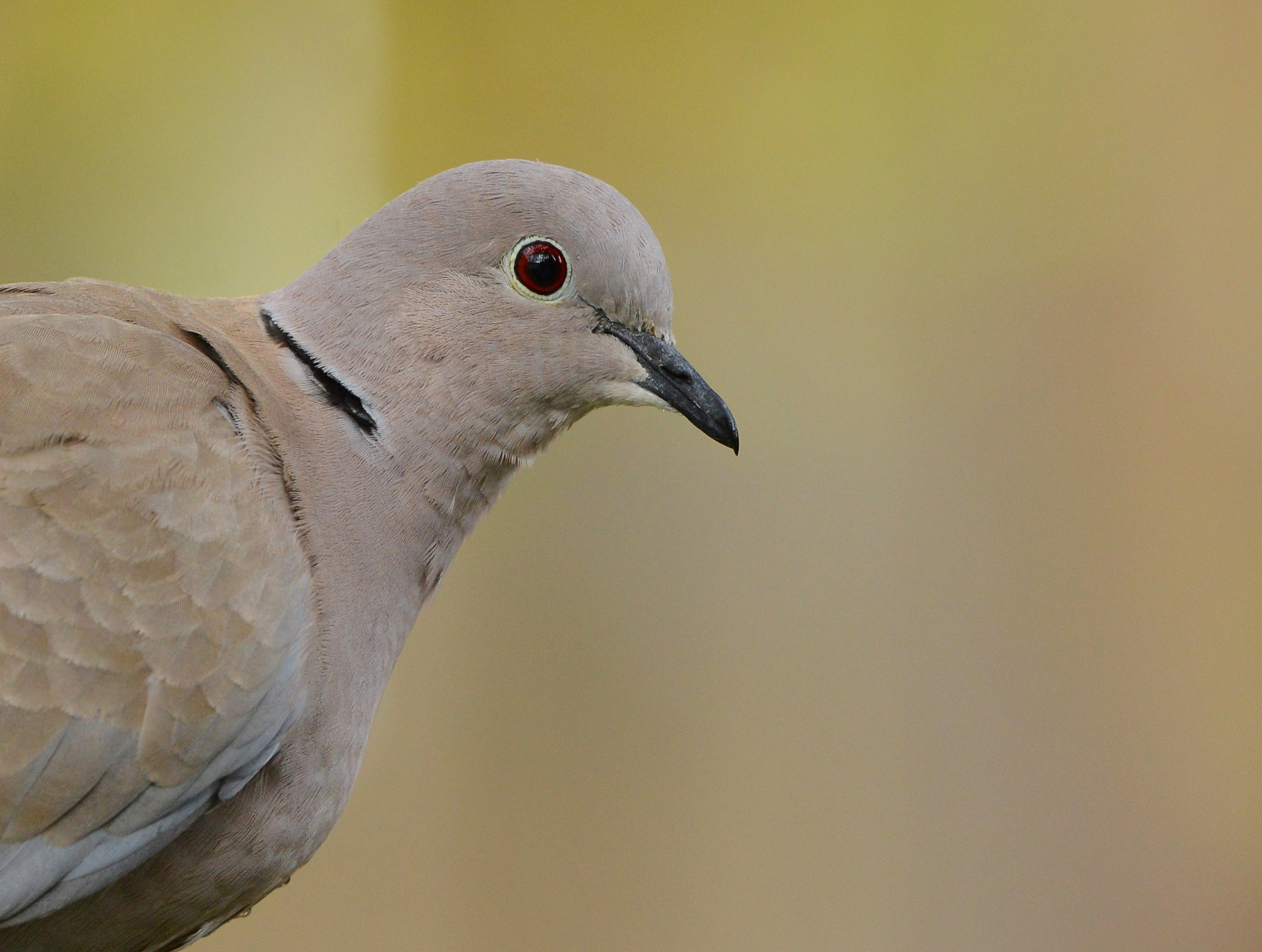 Nikon D600 + Nikon AF-S Nikkor 500mm F4G ED VR sample photo. Turkse tortel photography