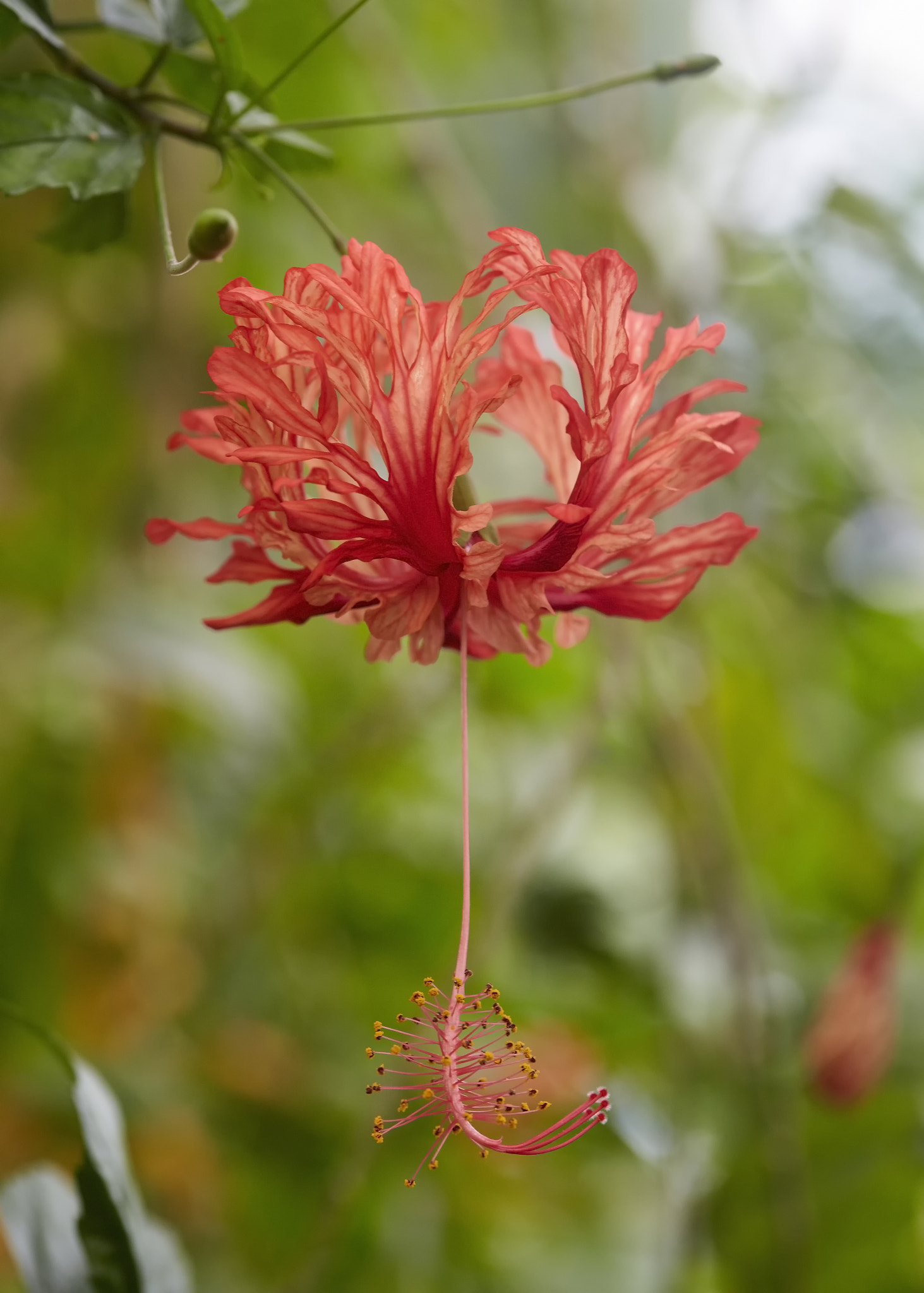 Canon EOS-1D X sample photo. Hanging flower photography