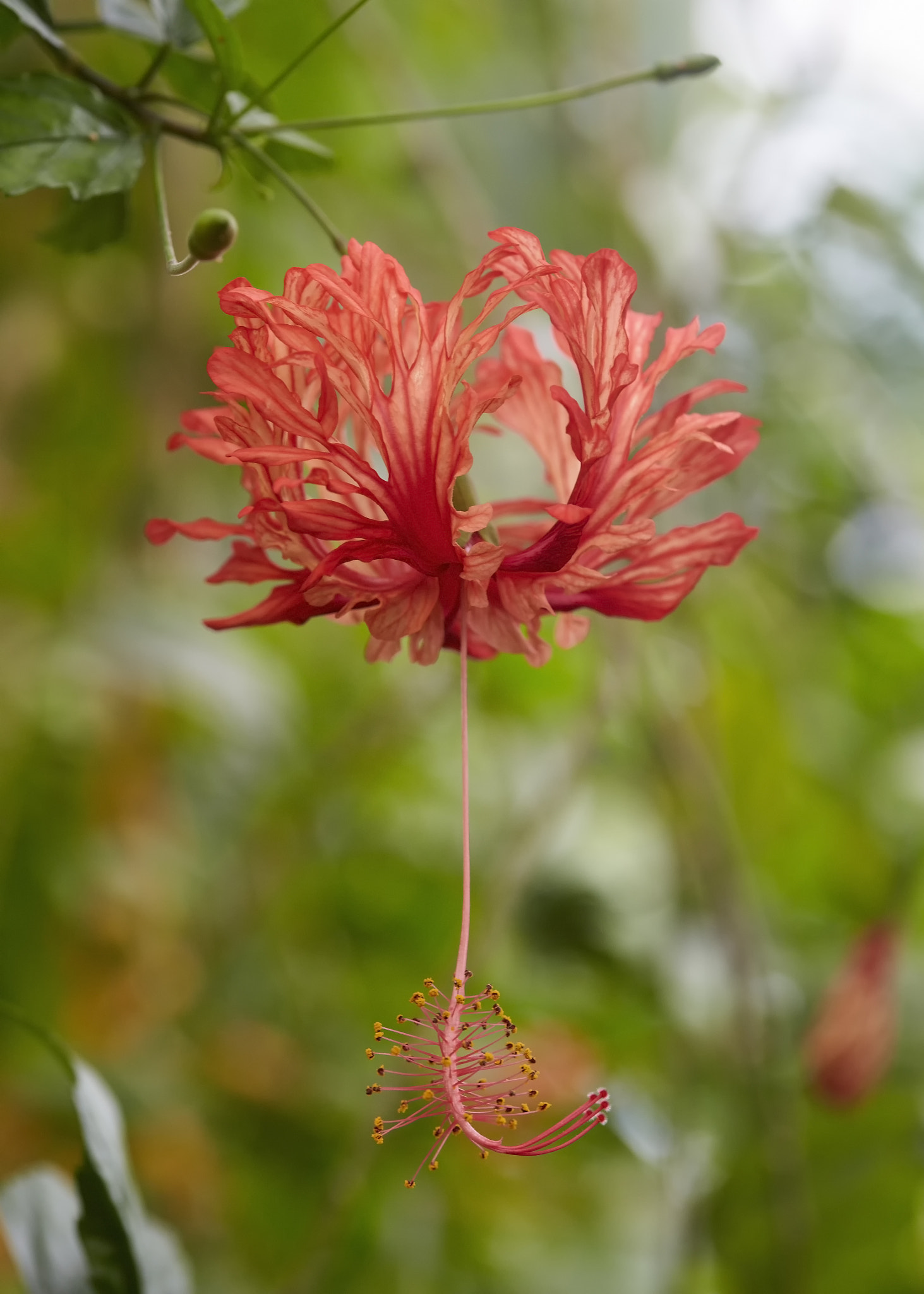 Sigma 105mm F2.8 EX DG OS HSM sample photo. Hanging flower photography
