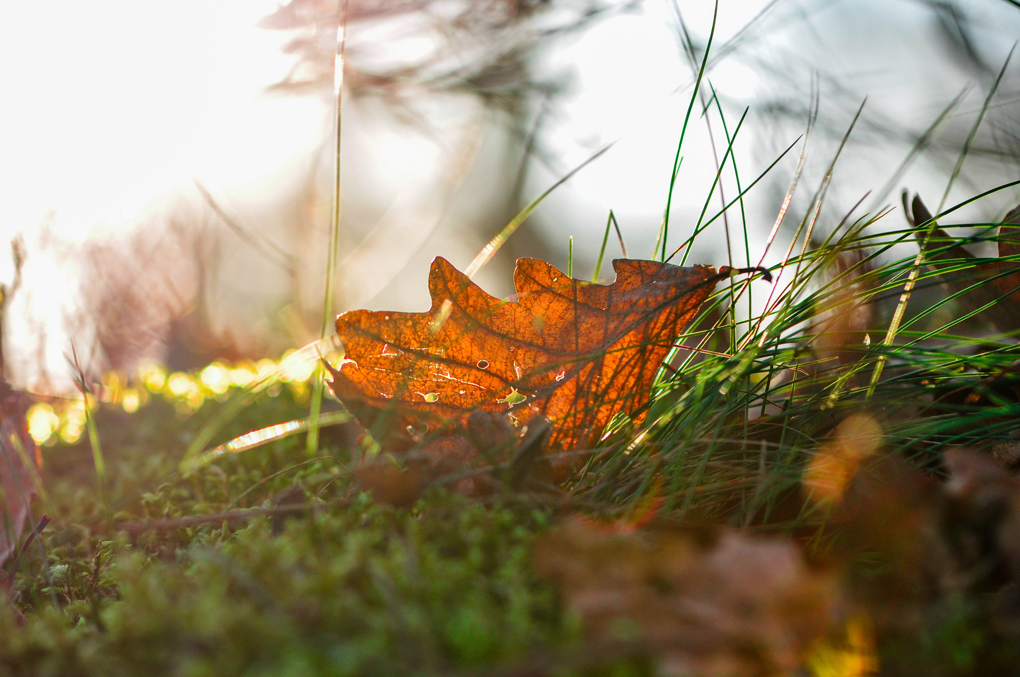 Nikon D5000 sample photo. On the garden photography