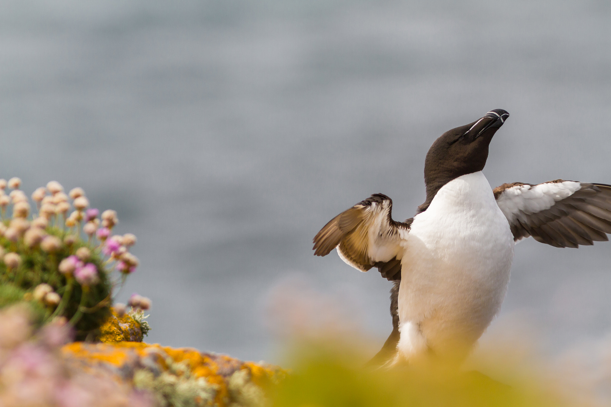 Canon EOS 7D + Canon EF 300mm F4L IS USM sample photo. Spread your wings and fly photography