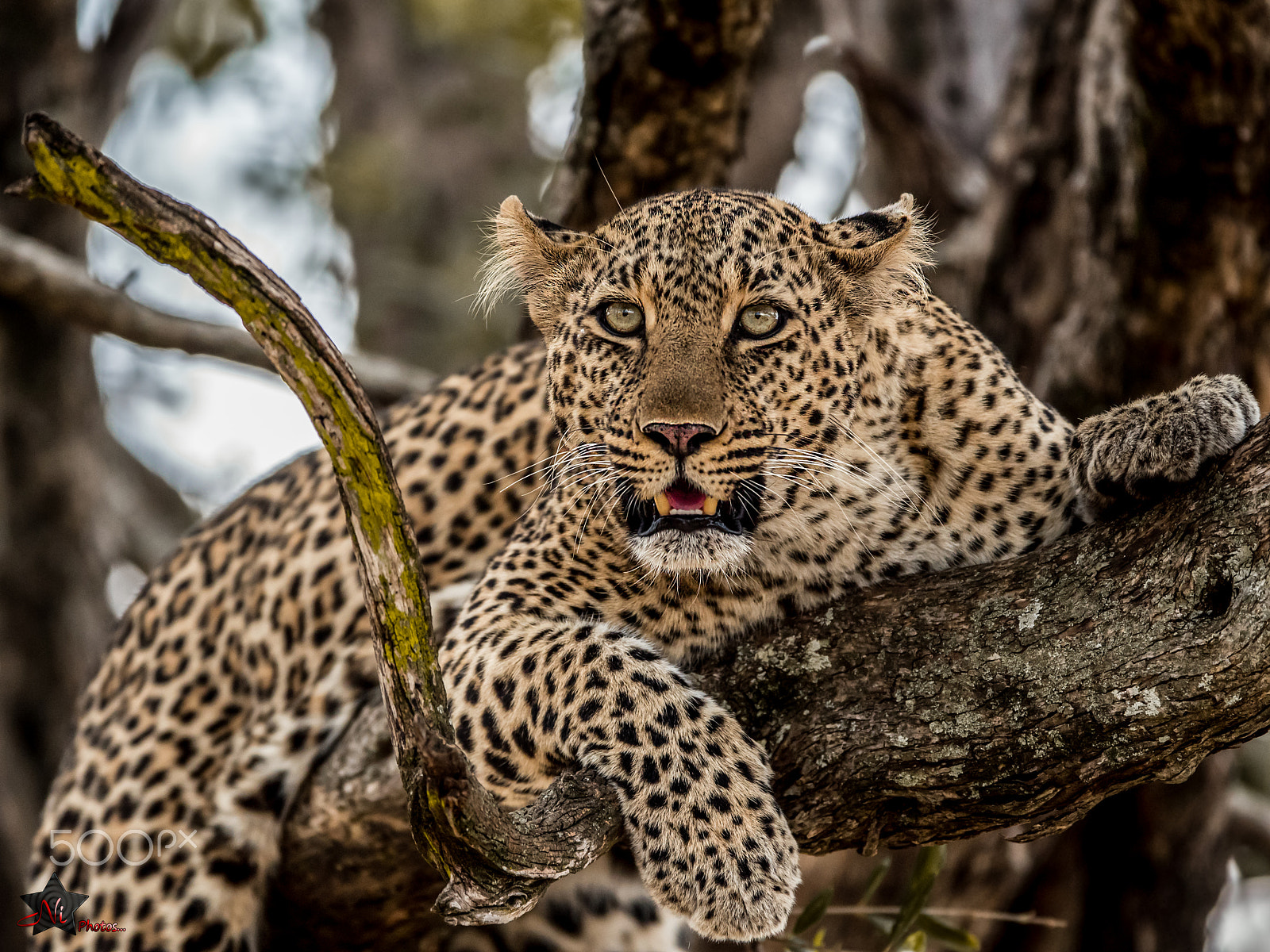 Nikon D810 sample photo. Leopard, warning stare.. photography