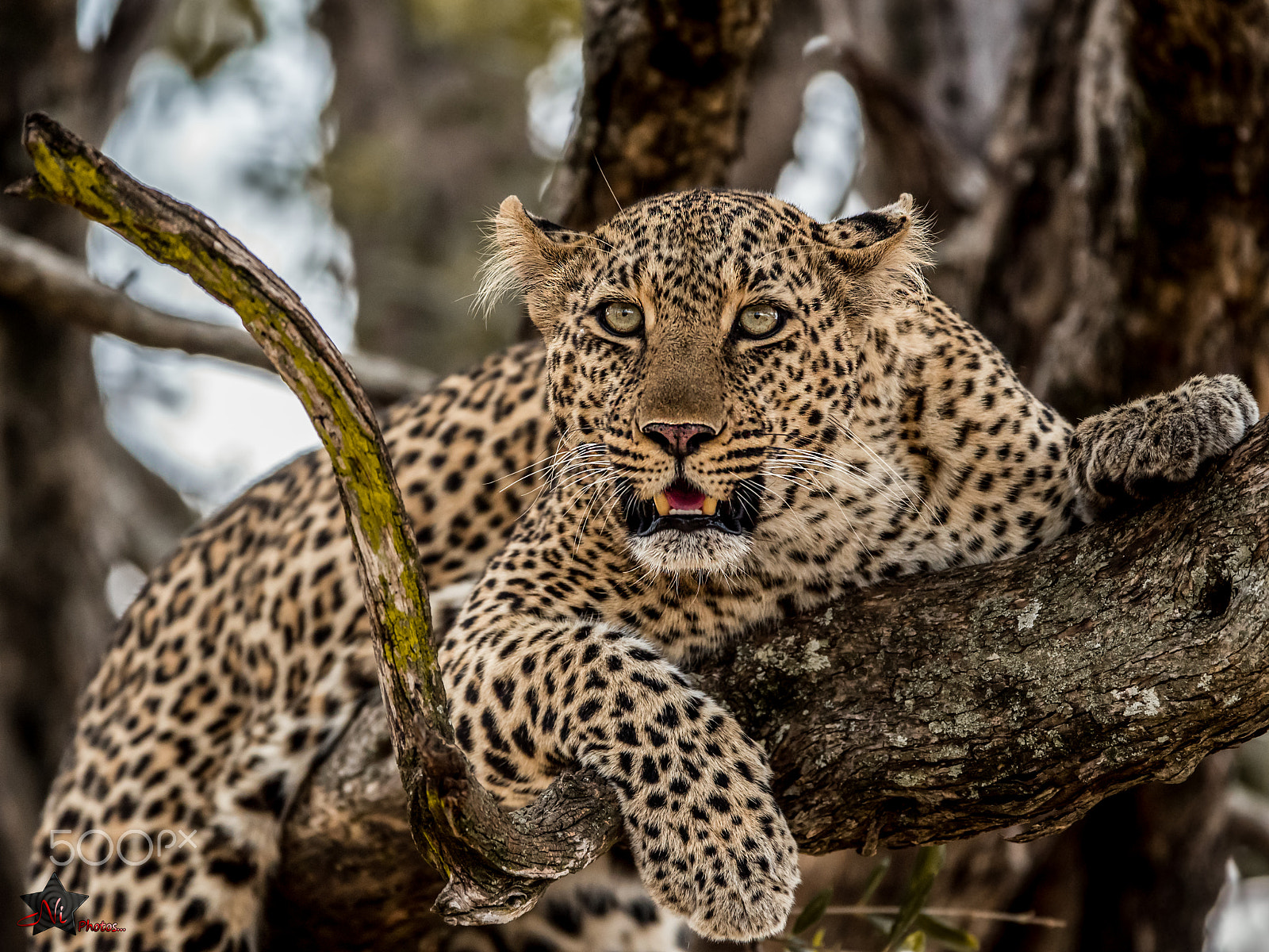 Nikon AF-S Nikkor 600mm F4E FL ED VR sample photo. Leopard, warning stare.. photography