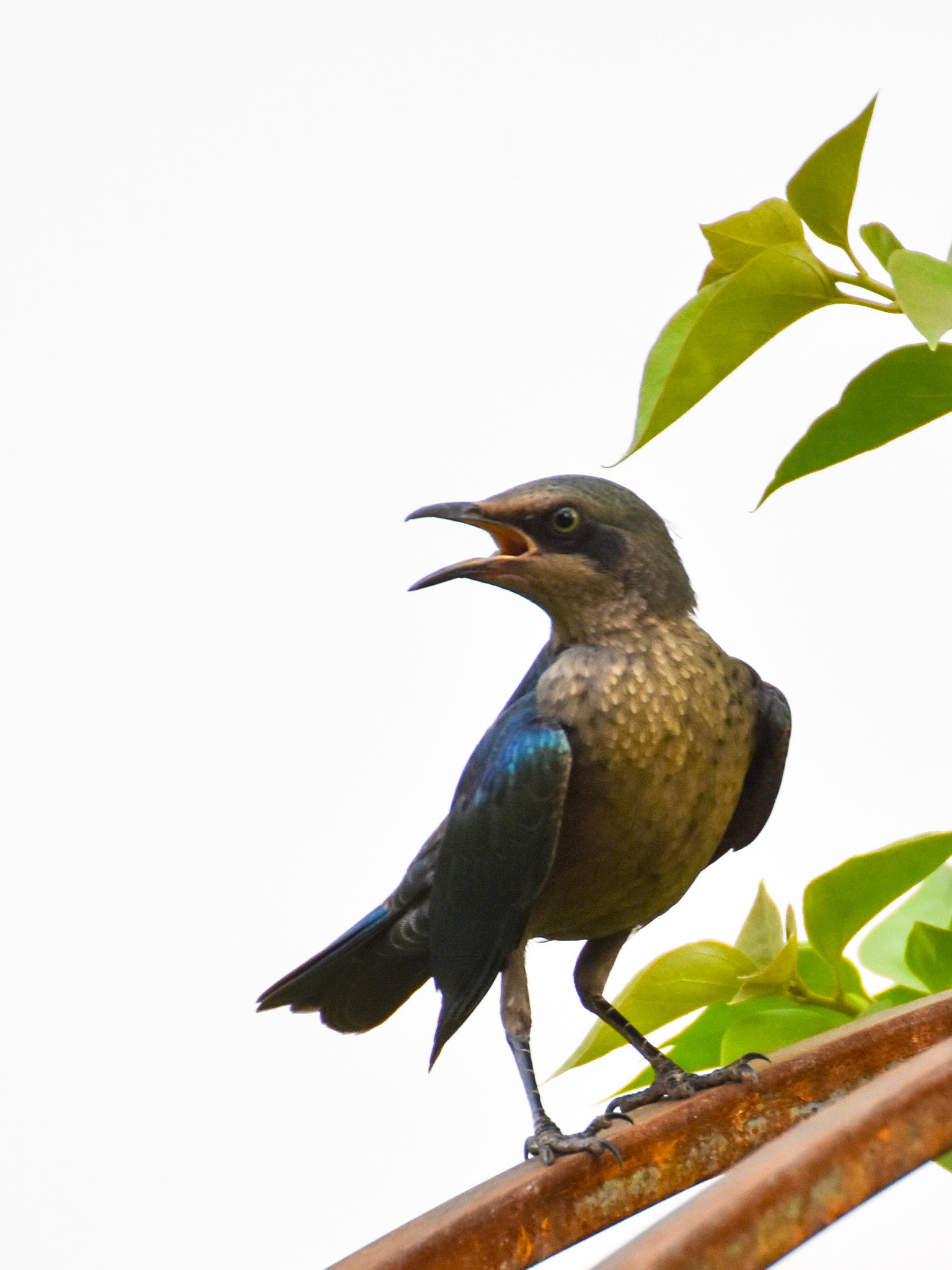 Tamron SP 70-300mm F4-5.6 Di VC USD sample photo. !!! photography