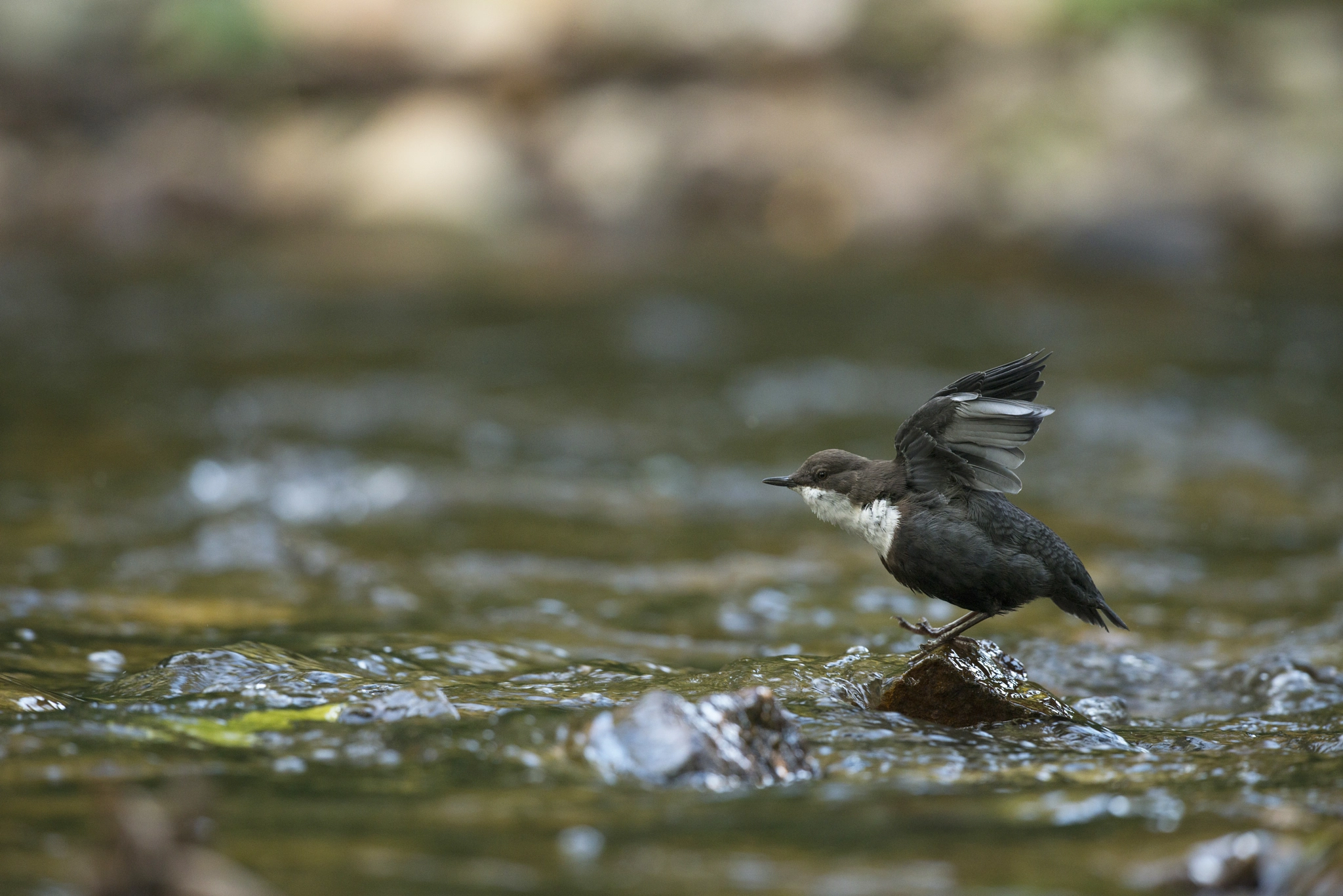 Nikon D800E + Nikon AF-S Nikkor 500mm F4G ED VR sample photo. Cincle plongeur - cinclus cinclus photography