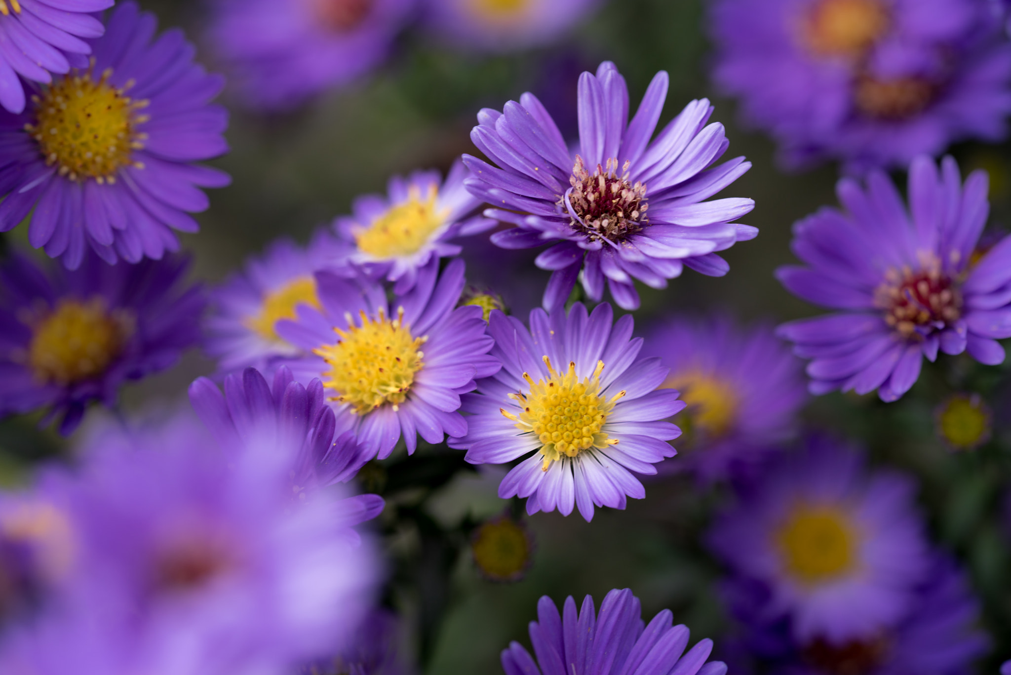 Sigma 150mm F2.8 EX DG OS Macro HSM sample photo. Flowers everywhere photography