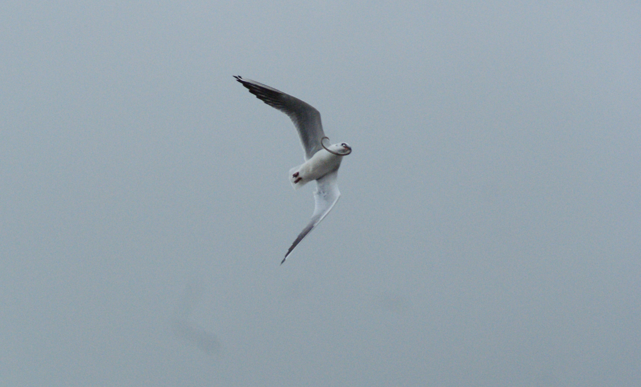 Sony Alpha DSLR-A330 sample photo. Bird eating photography