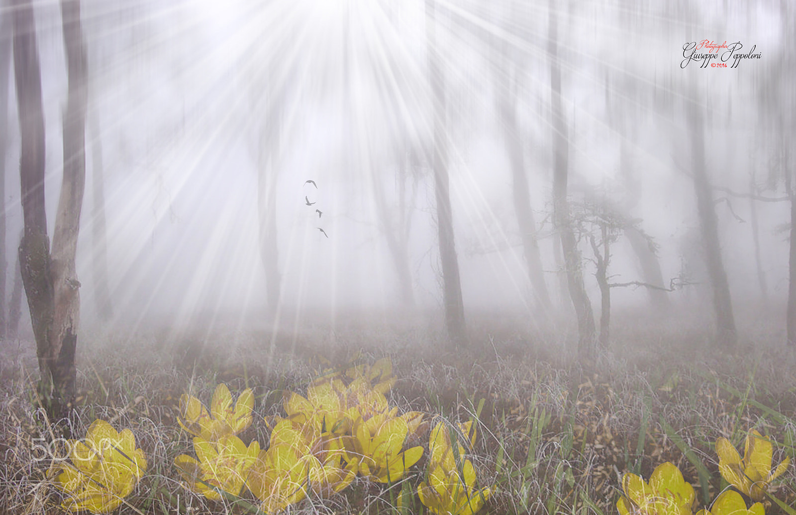 Canon EOS 60D + Sigma 105mm F2.8 EX DG Macro sample photo. Fog photography