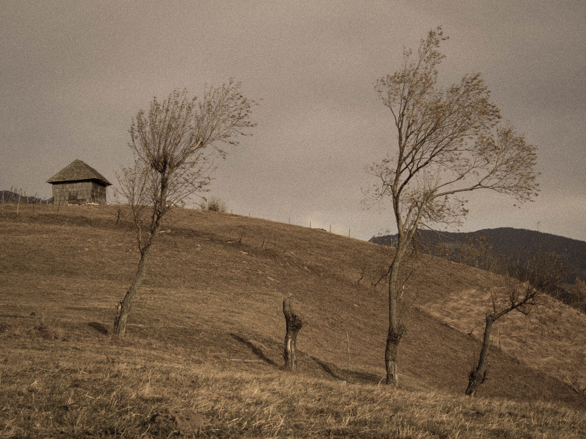 Olympus PEN E-PL5 sample photo. Sirnea photography