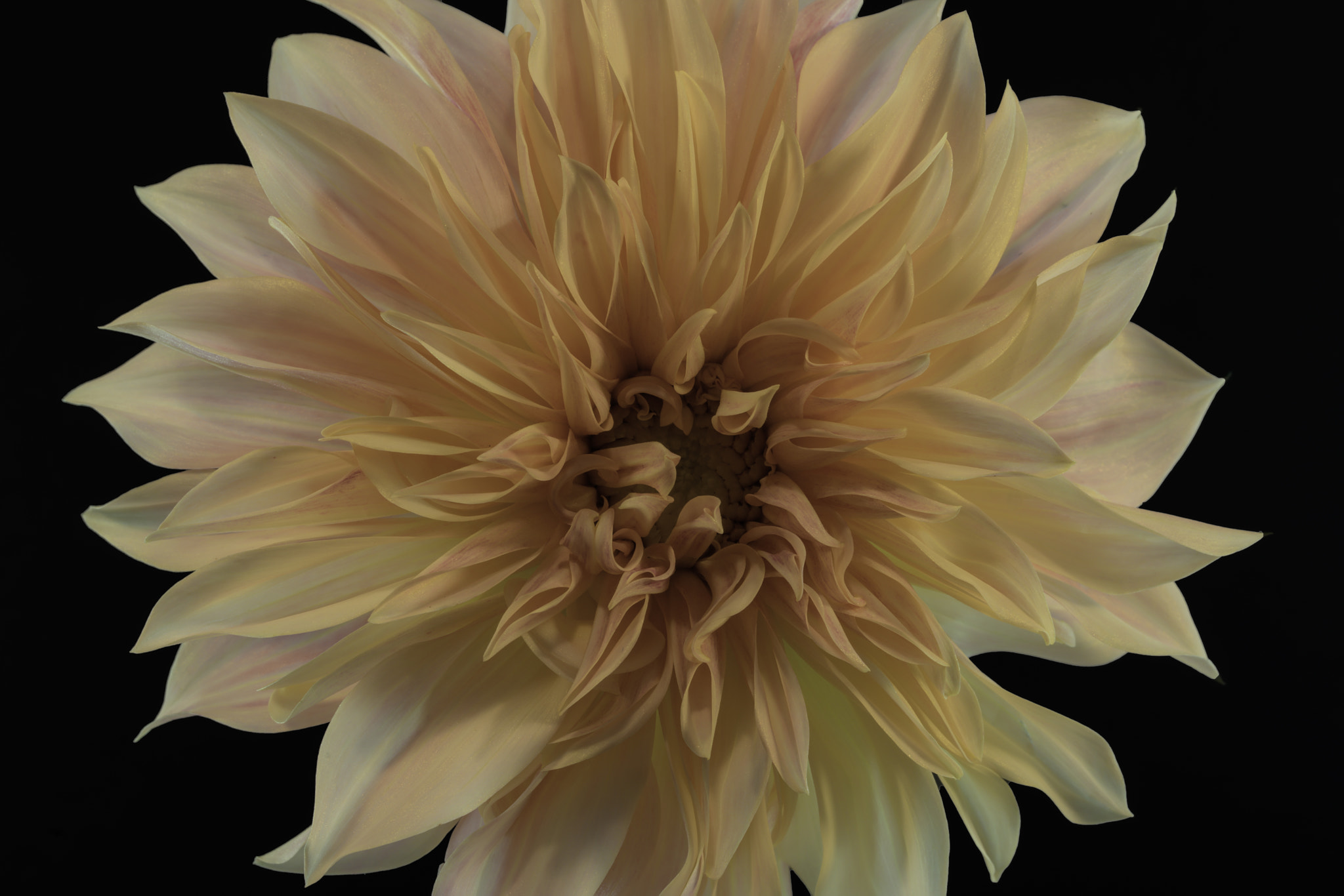 Sony a7 sample photo. Peach dahlia. photography