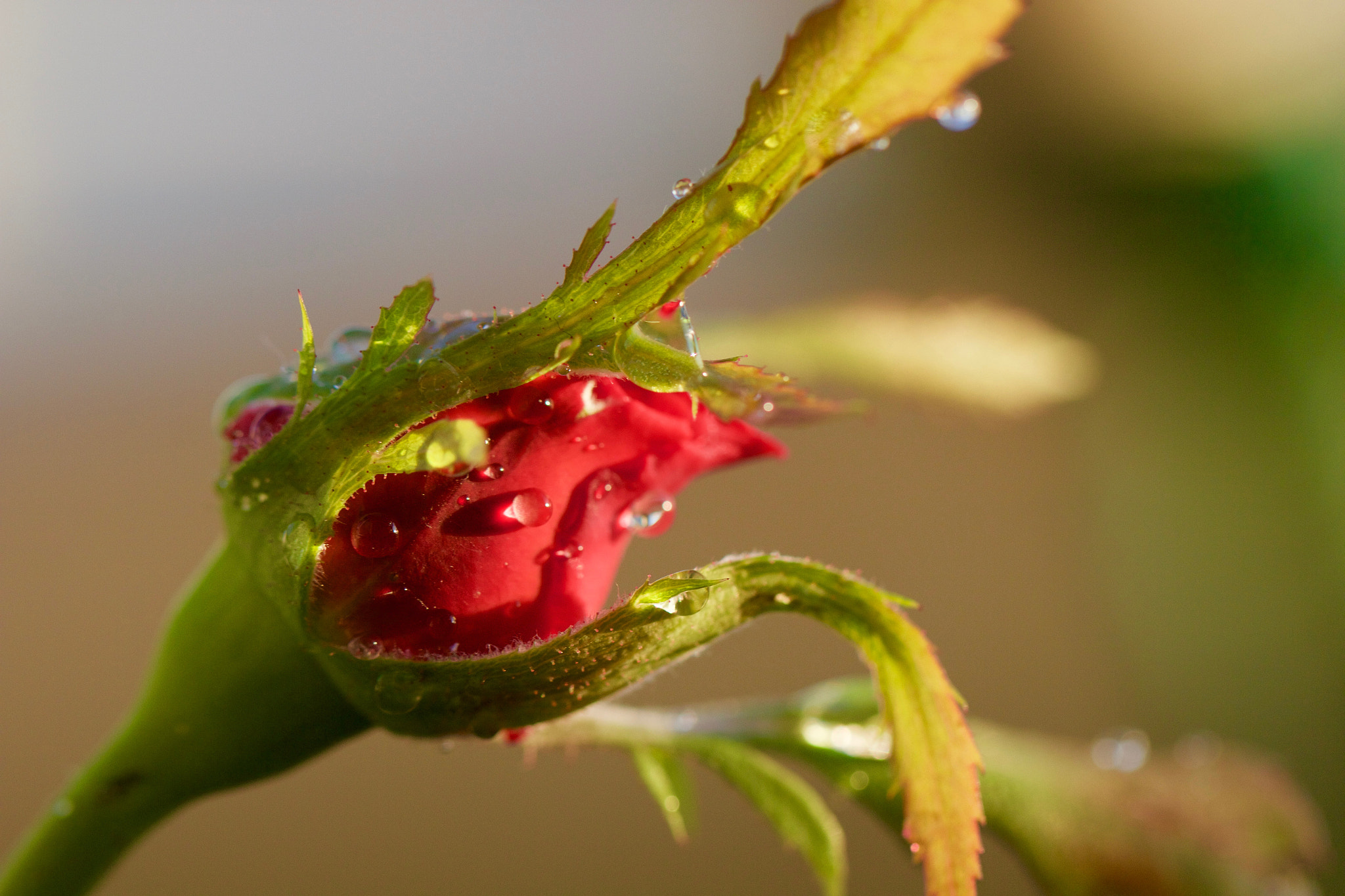 Canon EOS 60D + Canon EF 100mm F2.8L Macro IS USM sample photo