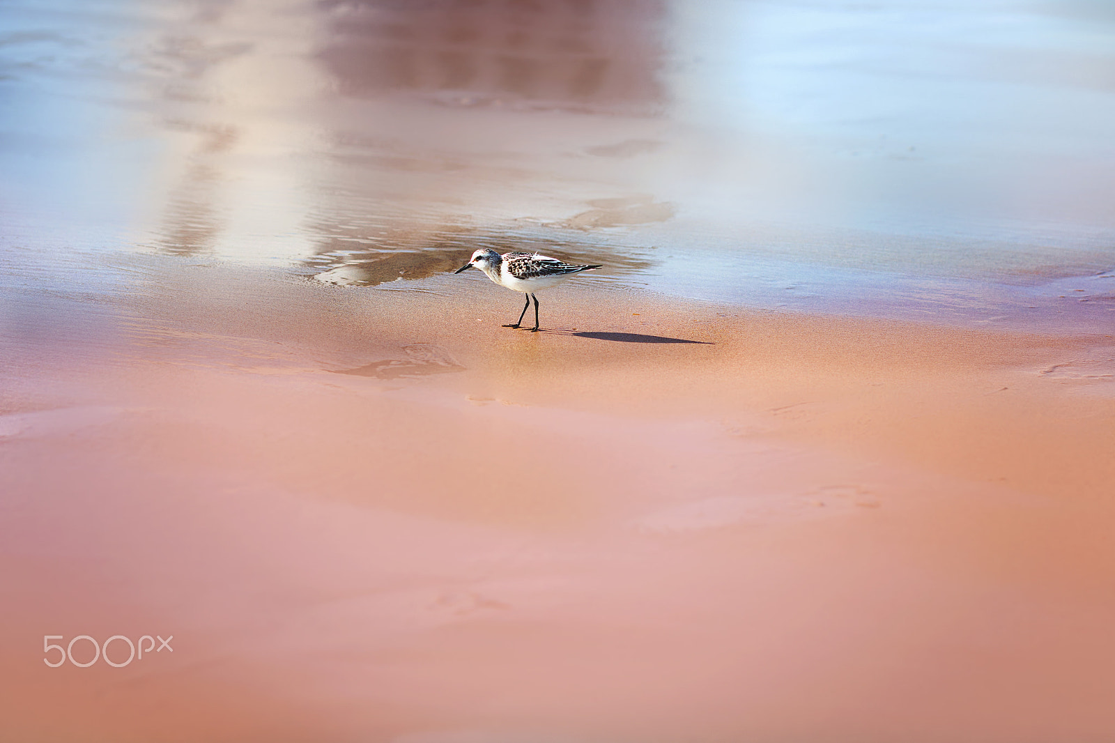 Canon EOS 70D + Canon EF 135mm F2L USM sample photo. Seagull photography