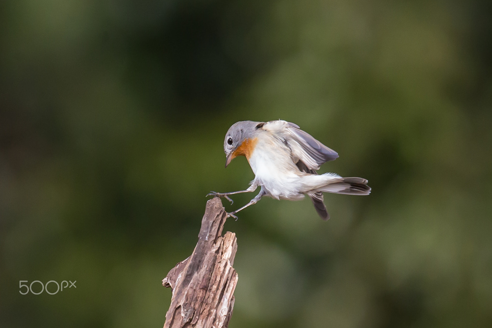 Canon EF 500mm F4L IS II USM sample photo. Just landed photography