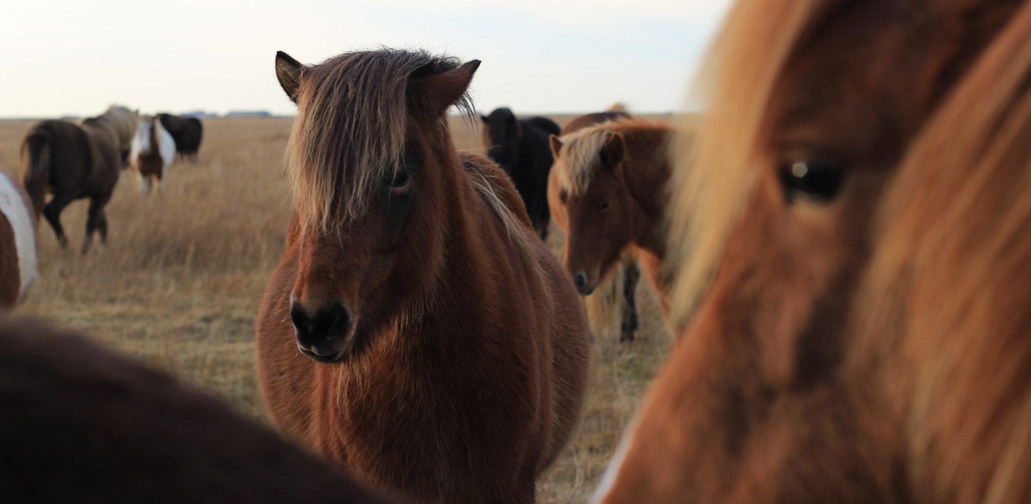 Canon EOS 100D (EOS Rebel SL1 / EOS Kiss X7) sample photo. Horses photography