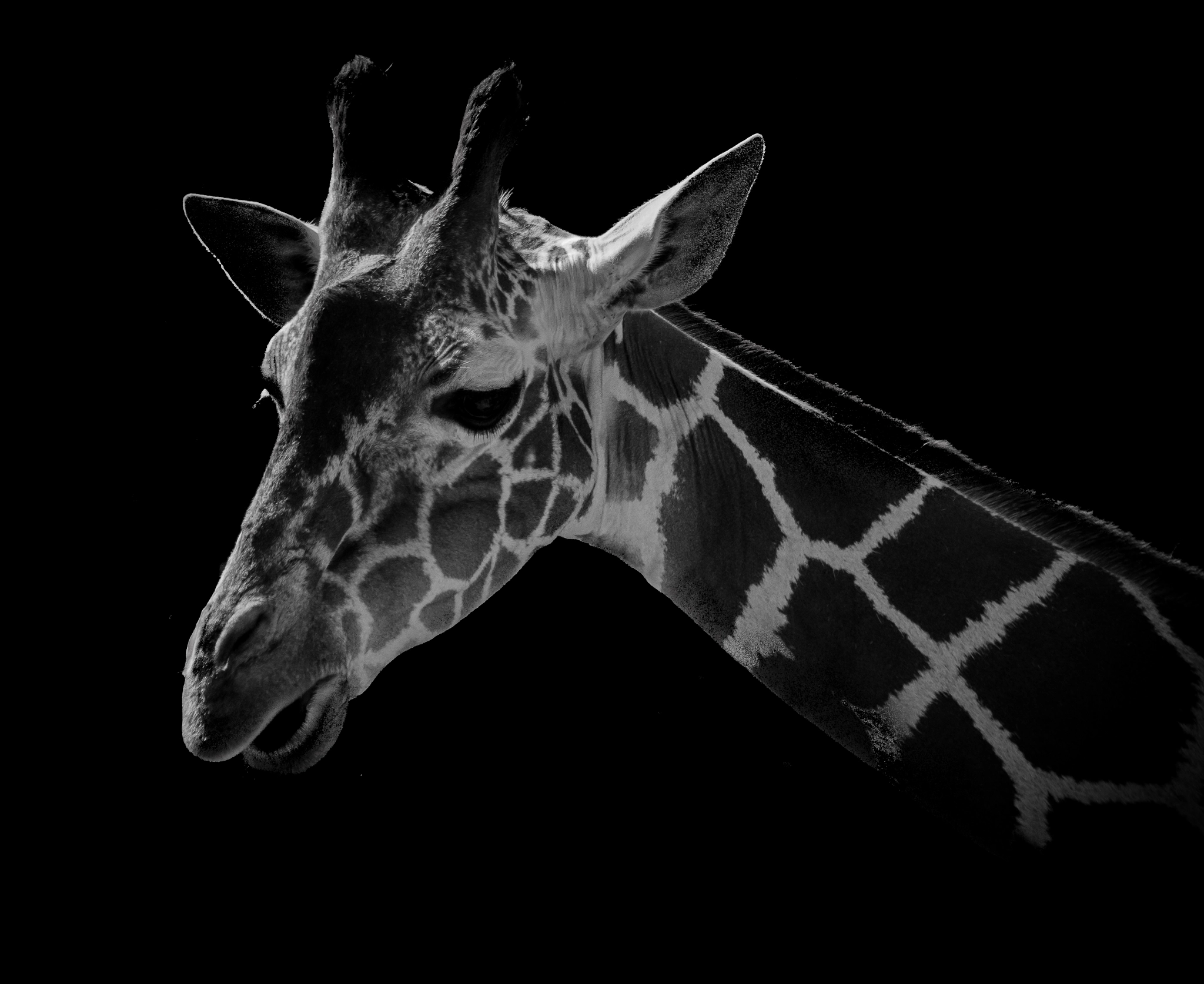 Sigma 150-500mm F5-6.3 DG OS HSM sample photo. Giraffe photography