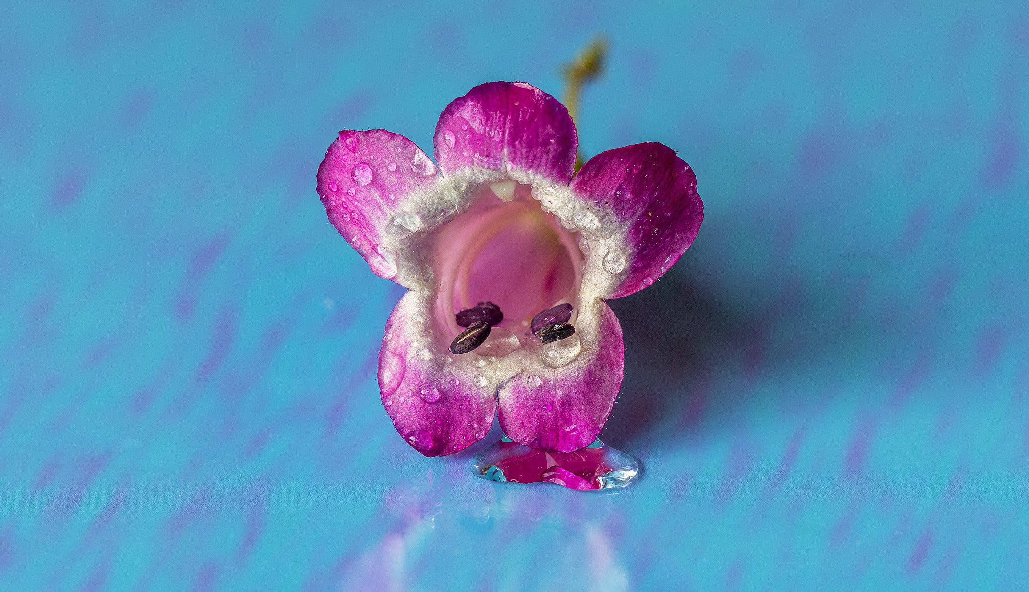 Canon EF 100mm F2.8L Macro IS USM sample photo. Penstemon flower photography