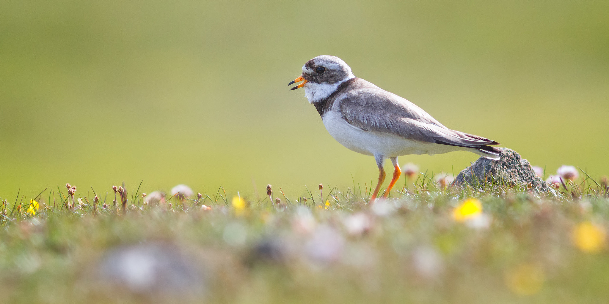 Canon EOS 7D + Canon EF 300mm F4L IS USM sample photo. Ringed plover photography