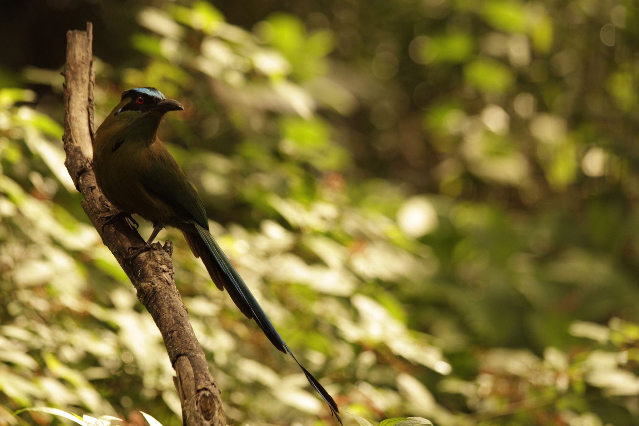 Canon EF 70-300mm F4-5.6 IS USM sample photo. Momotus momota photography