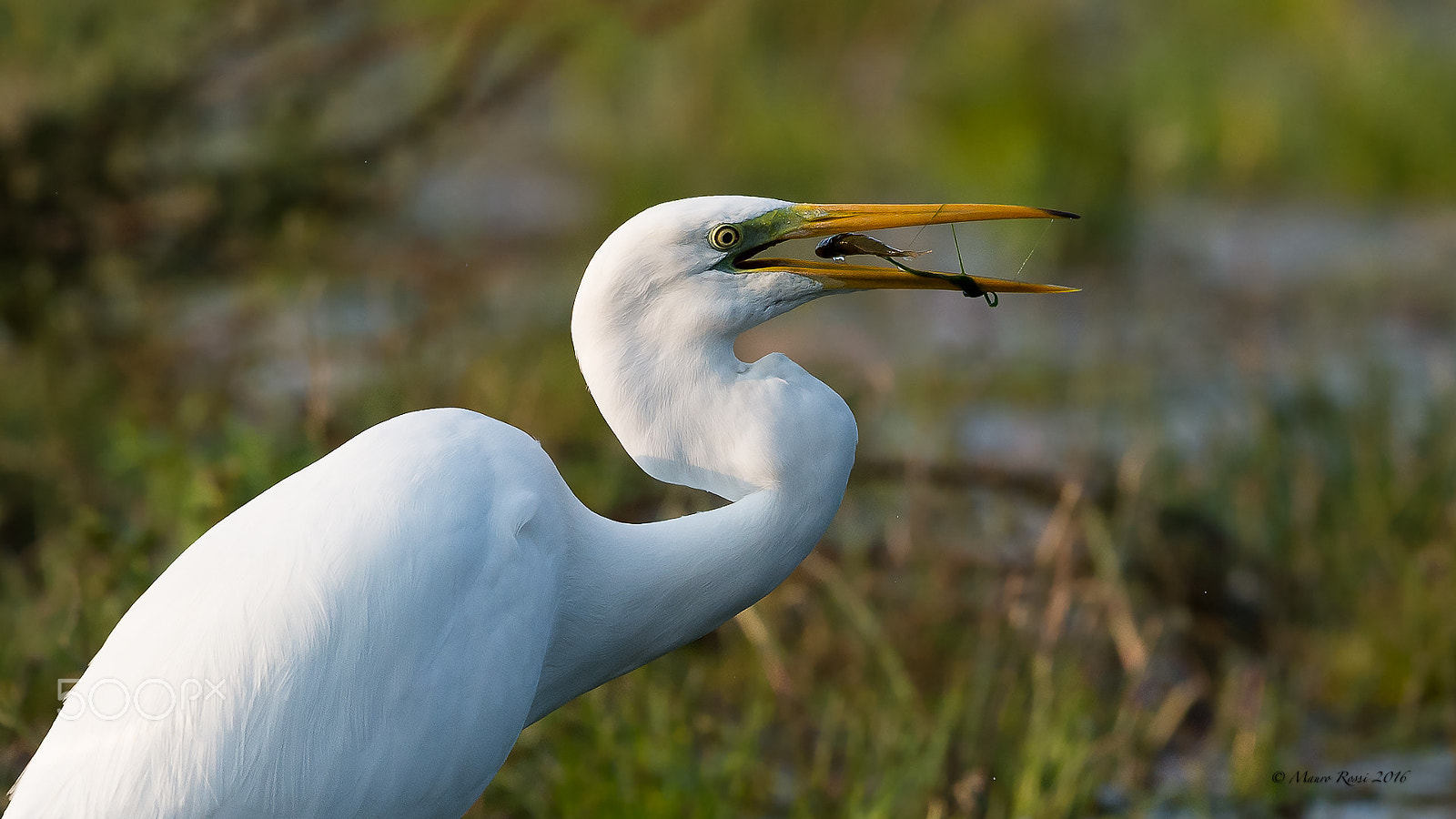 Nikon AF-S Nikkor 500mm F4E FL ED VR sample photo. "lunch time" great white heron. photography