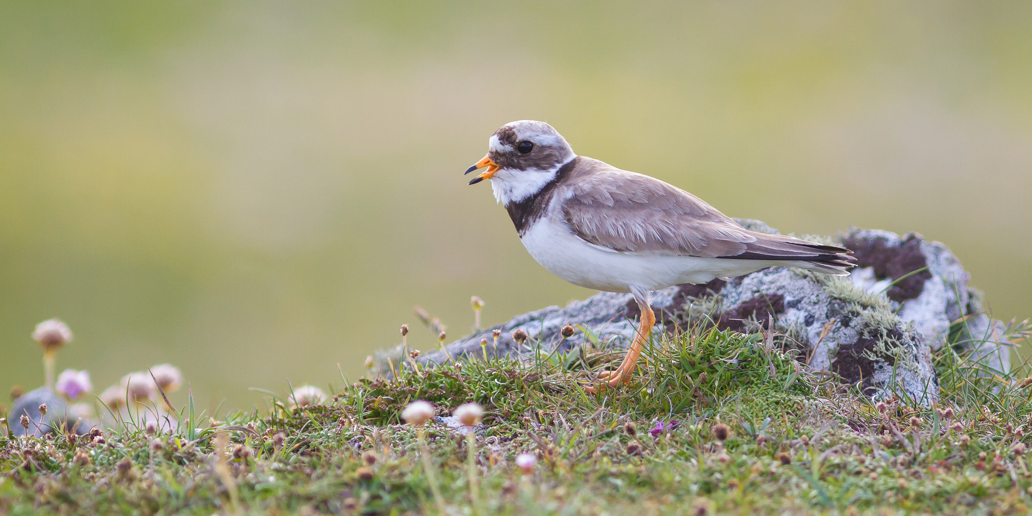 Canon EF 300mm F4L IS USM sample photo. Ringed plover photography