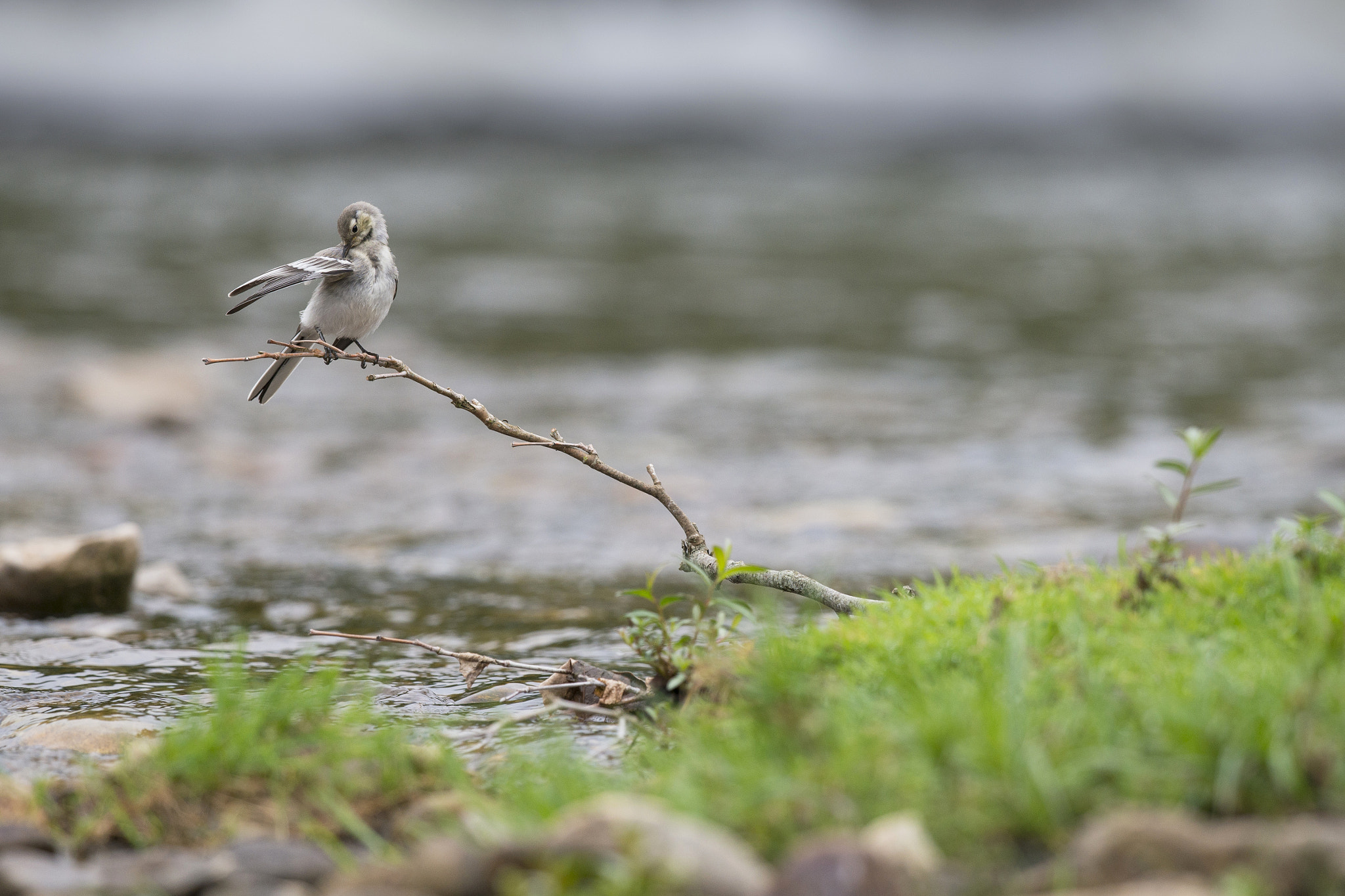 Nikon D800E + Nikon AF-S Nikkor 500mm F4G ED VR sample photo. Bergeronnette des ruisseaux - motacilla cinerea photography