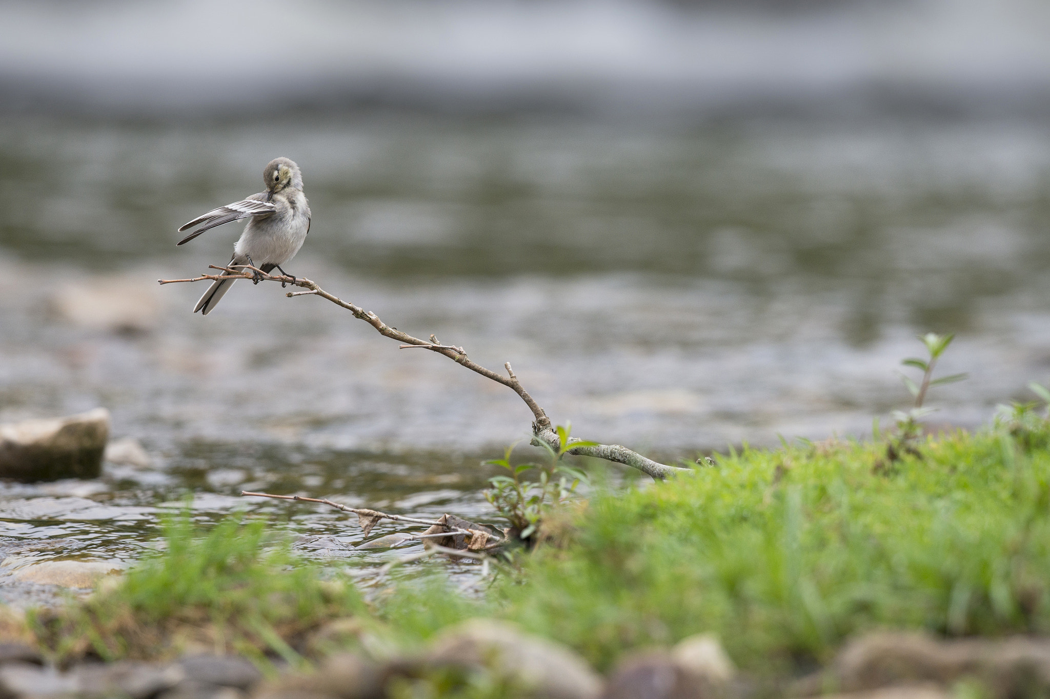 Nikon D800E + Nikon AF-S Nikkor 500mm F4G ED VR sample photo. Bergeronnette des ruisseaux - motacilla cinerea photography