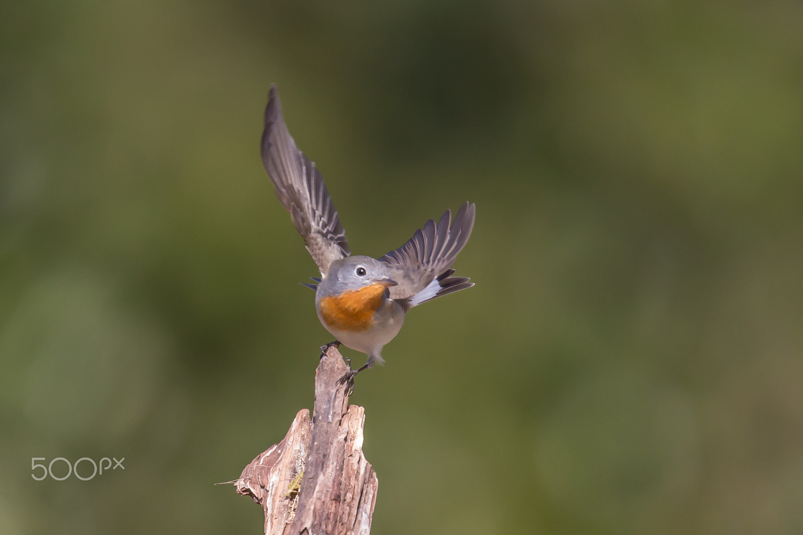 Canon EF 500mm F4L IS II USM sample photo. Pausing photography