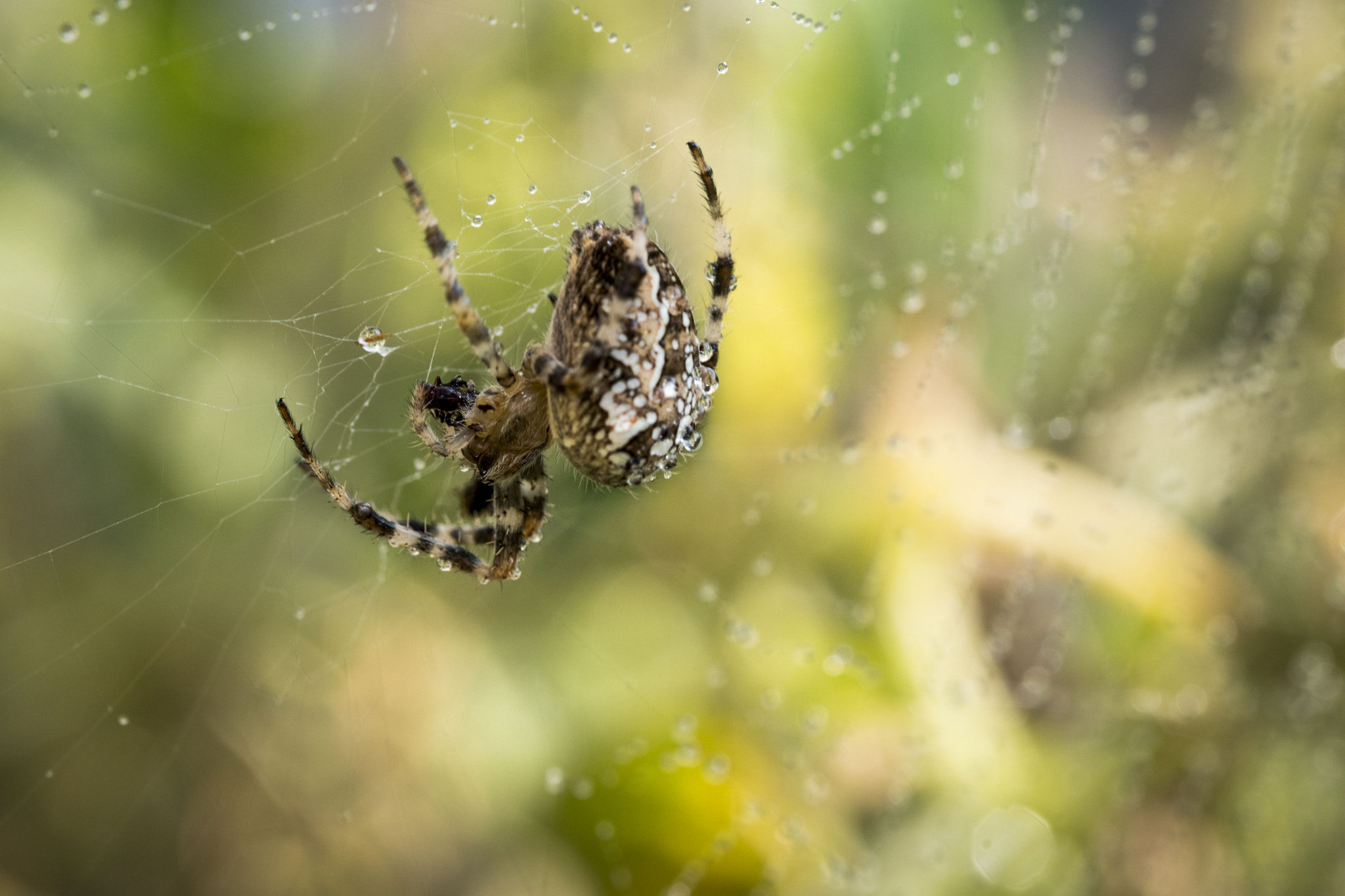 Sigma 105mm F2.8 EX DG OS HSM sample photo. 290916-063.jpg photography