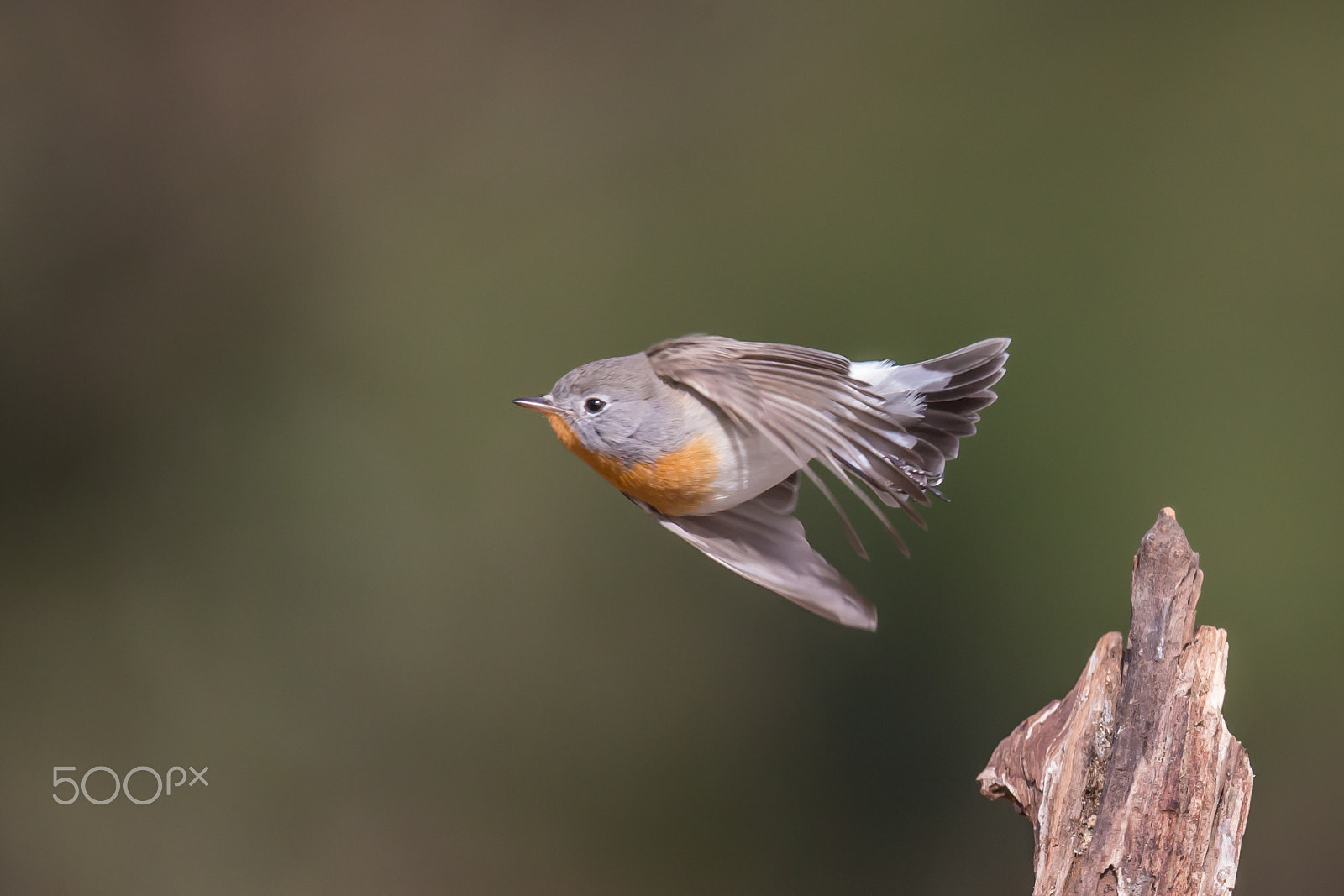 Canon EF 500mm F4L IS II USM sample photo. Take-off photography