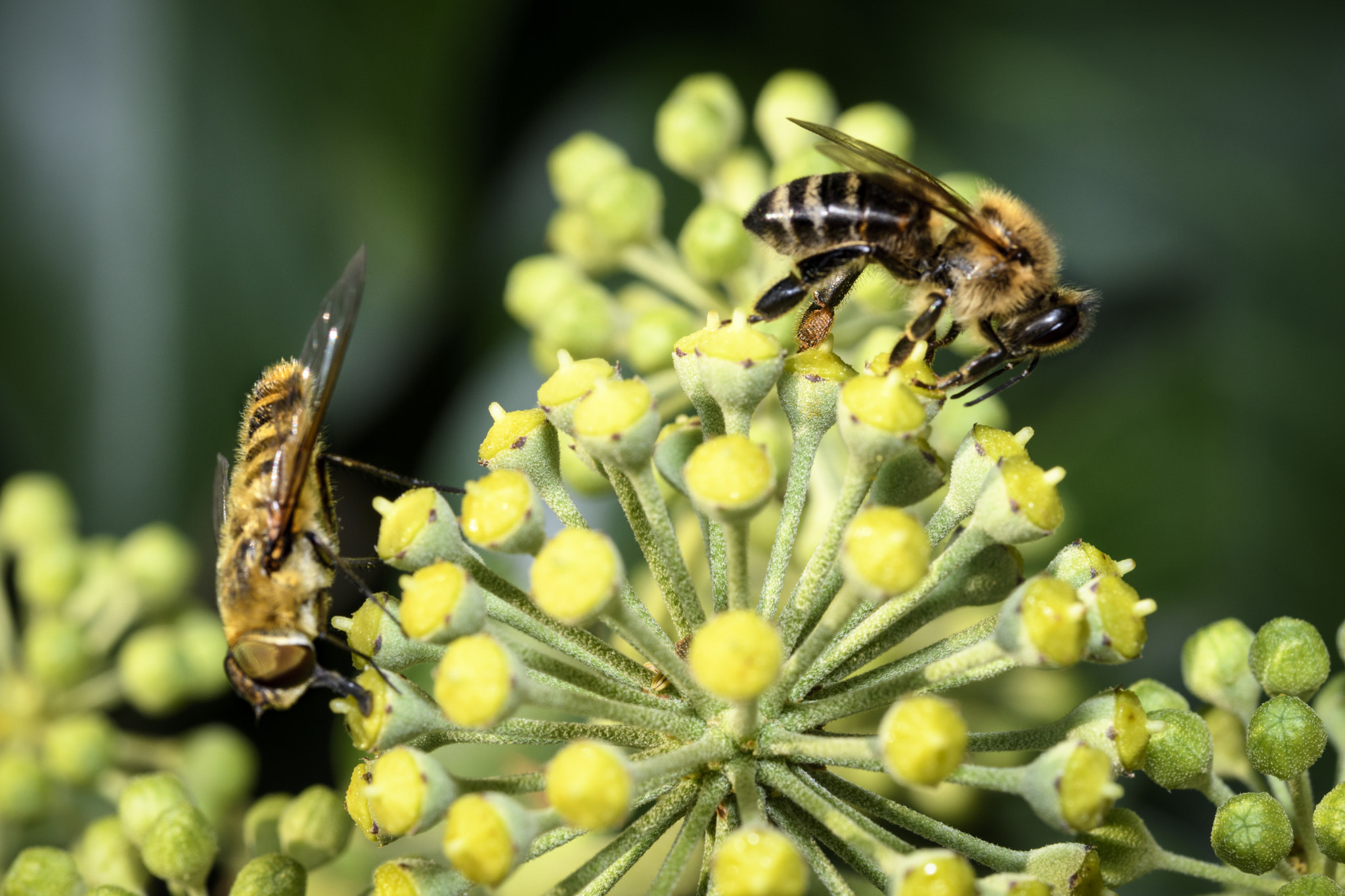 Sigma 105mm F2.8 EX DG OS HSM sample photo. Macro photography