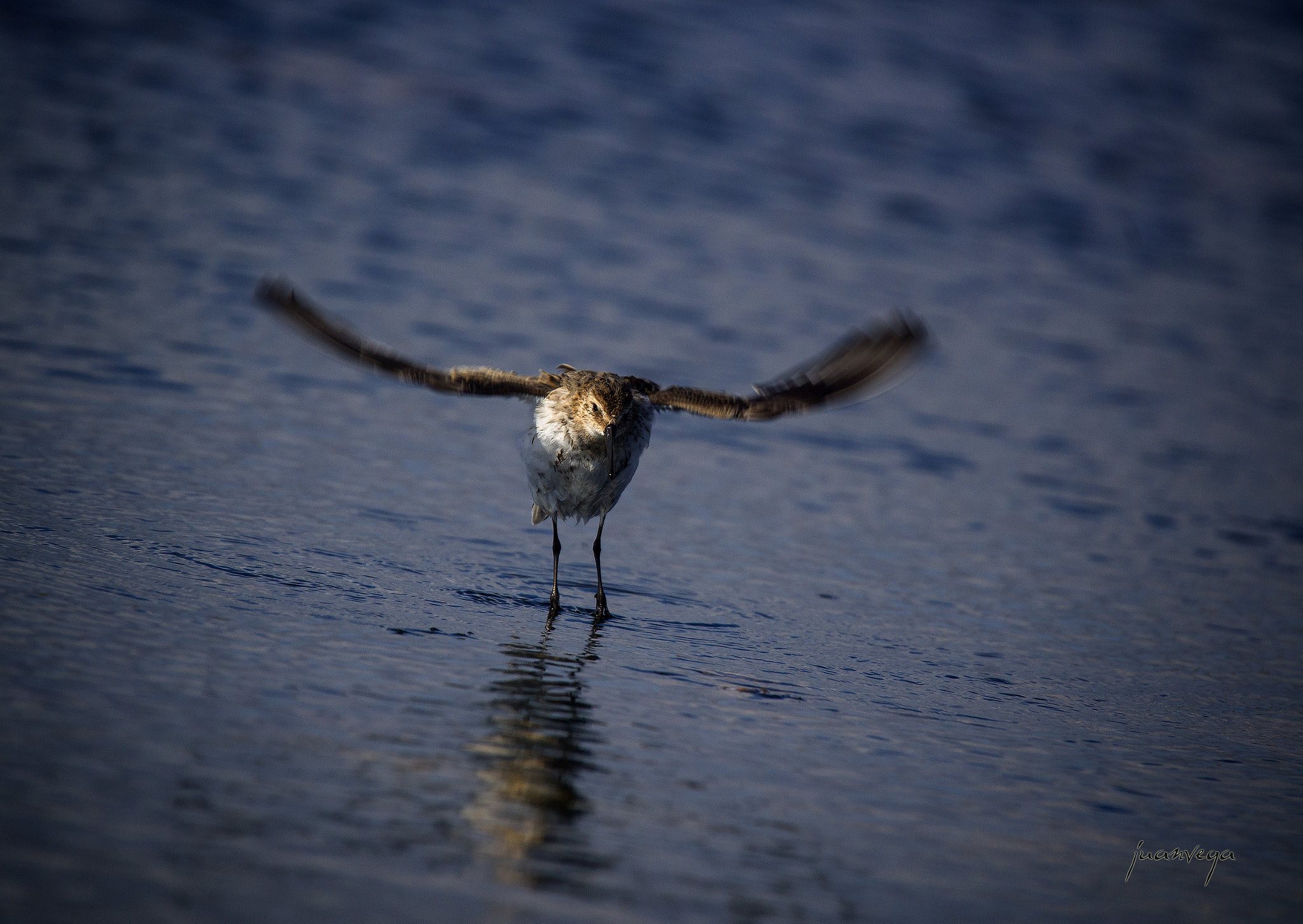 Sony Alpha DSLR-A850 sample photo. El vuelo photography