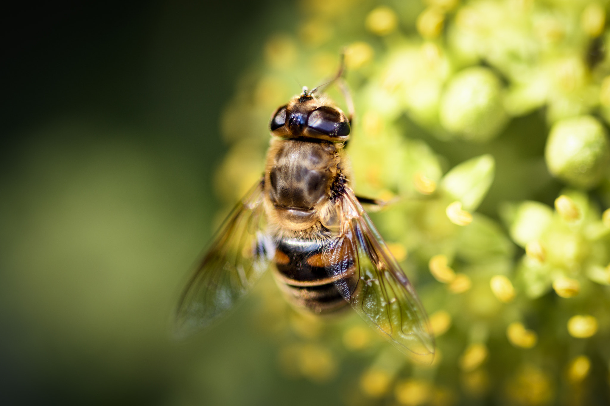 Sigma 105mm F2.8 EX DG OS HSM sample photo. Macro photography