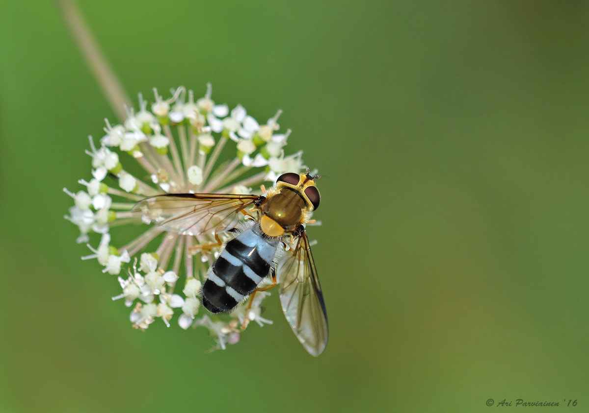 Nikon D300S sample photo. Insect beauty photography